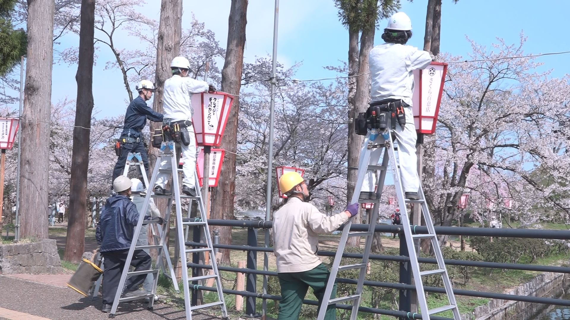 高田城址公園 観桜会の撤去作業進む 桜守は来年に向け新たなスタート！