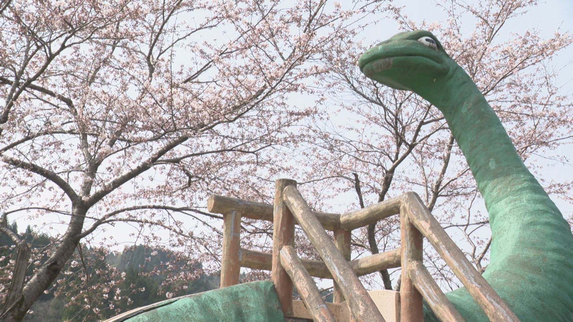 恐竜×サクラ♪名立区東蒲生田農村公園でサクラが今週末には見頃に
