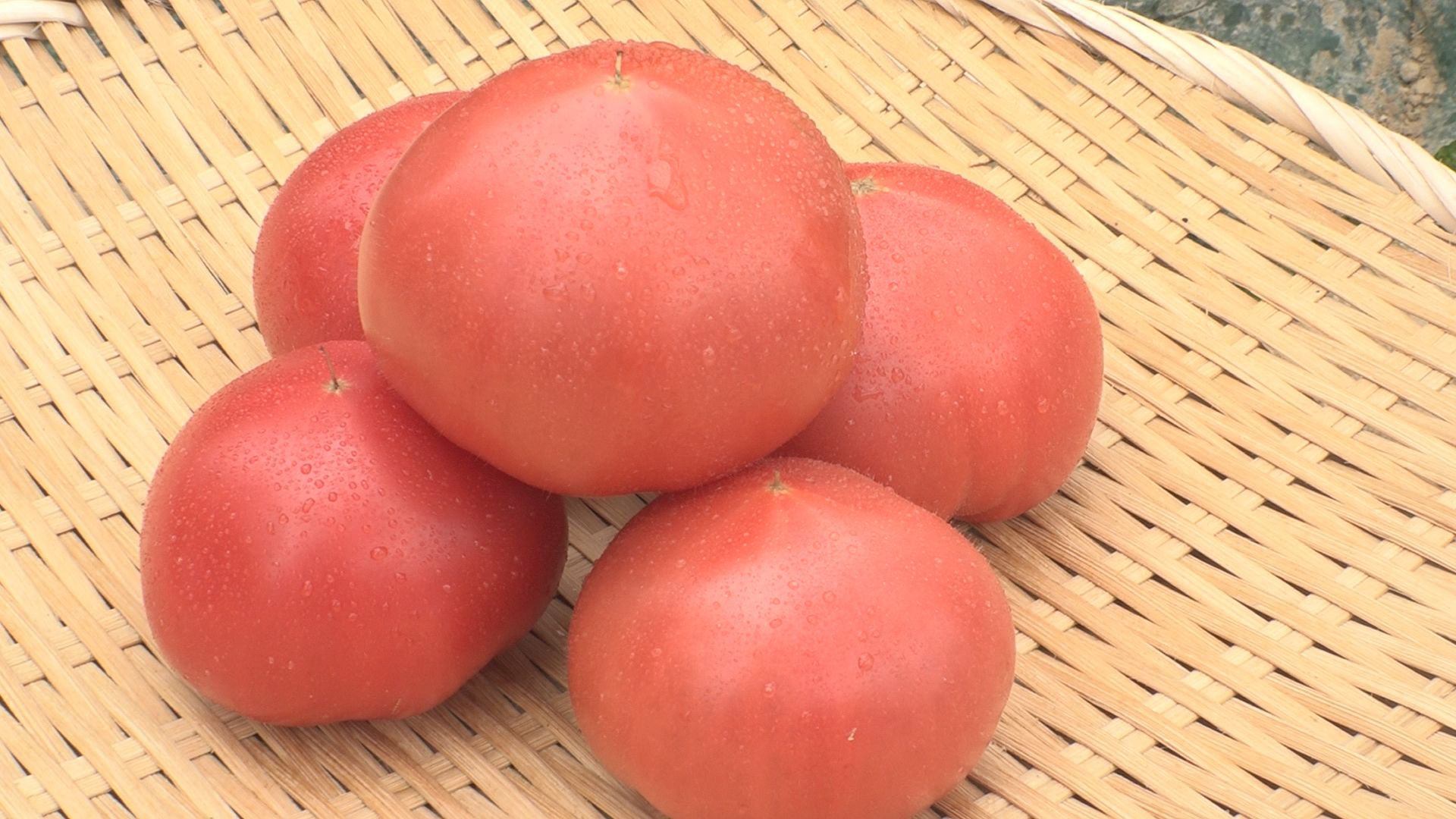 久保田農園 トマトの収穫始まる