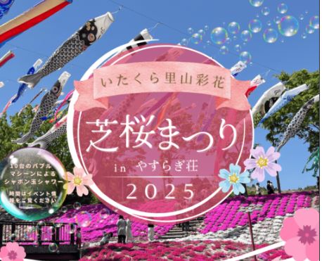 春の三重奏♪見ごろは5月上旬から「いたくら芝桜まつり」4月26日(土)～5月11日(日)開催