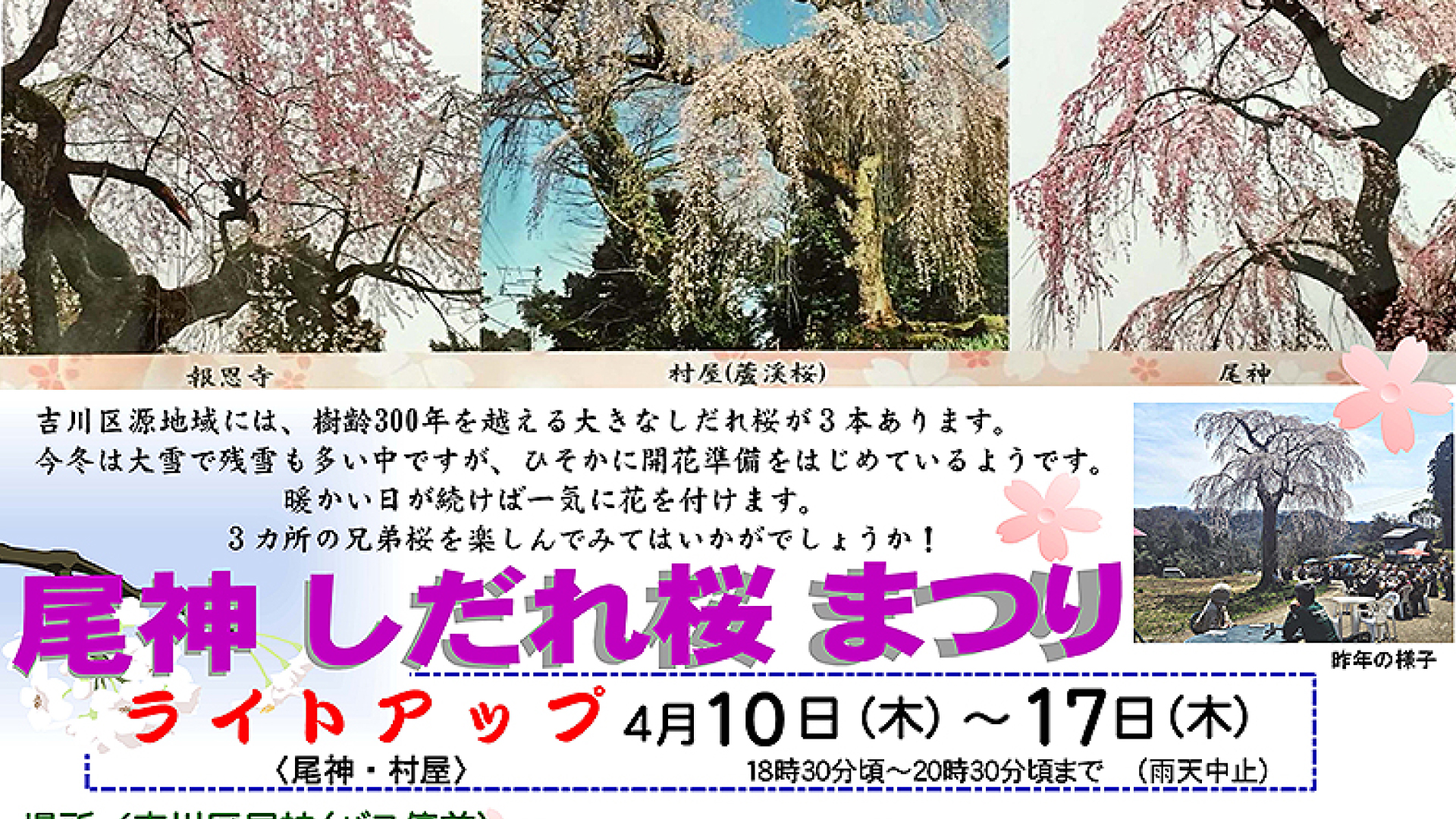 吉川三大しだれ桜が見ごろ「尾神しだれ桜まつり」12日(土)開催