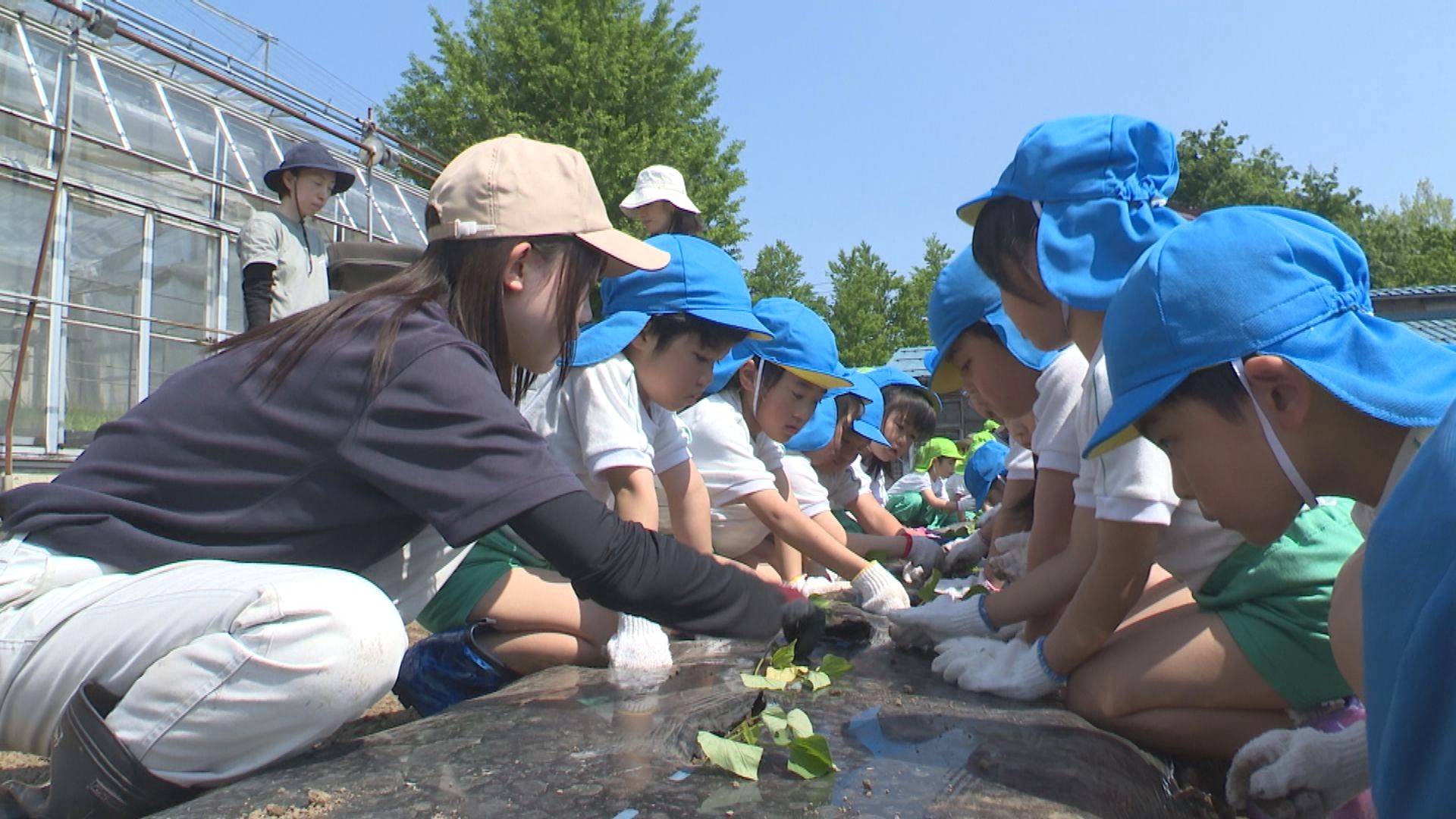 大きくな～れ！ひがししろこども園  野菜の苗植え