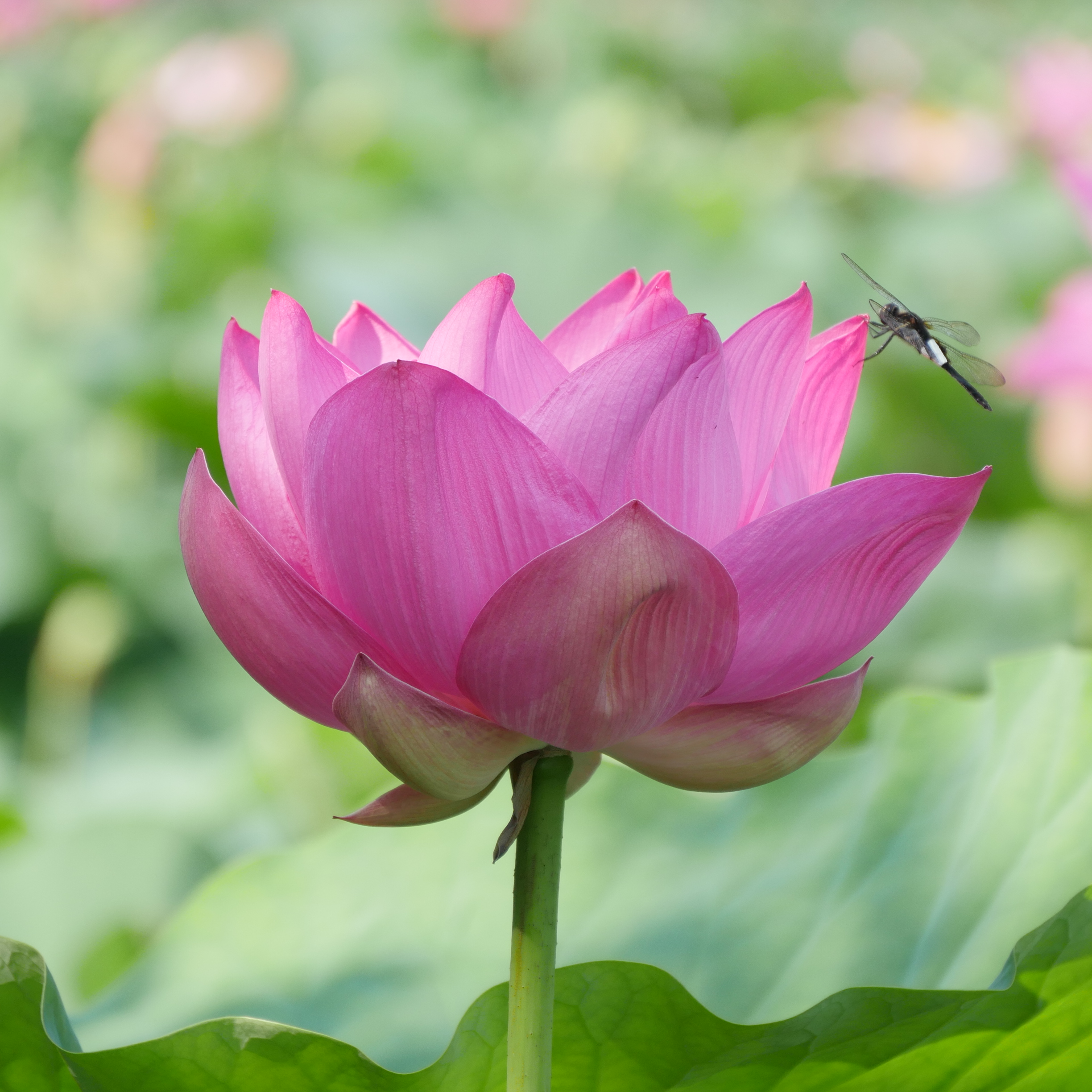 今年の「高田城址公園 観蓮会」は開花宣言します！