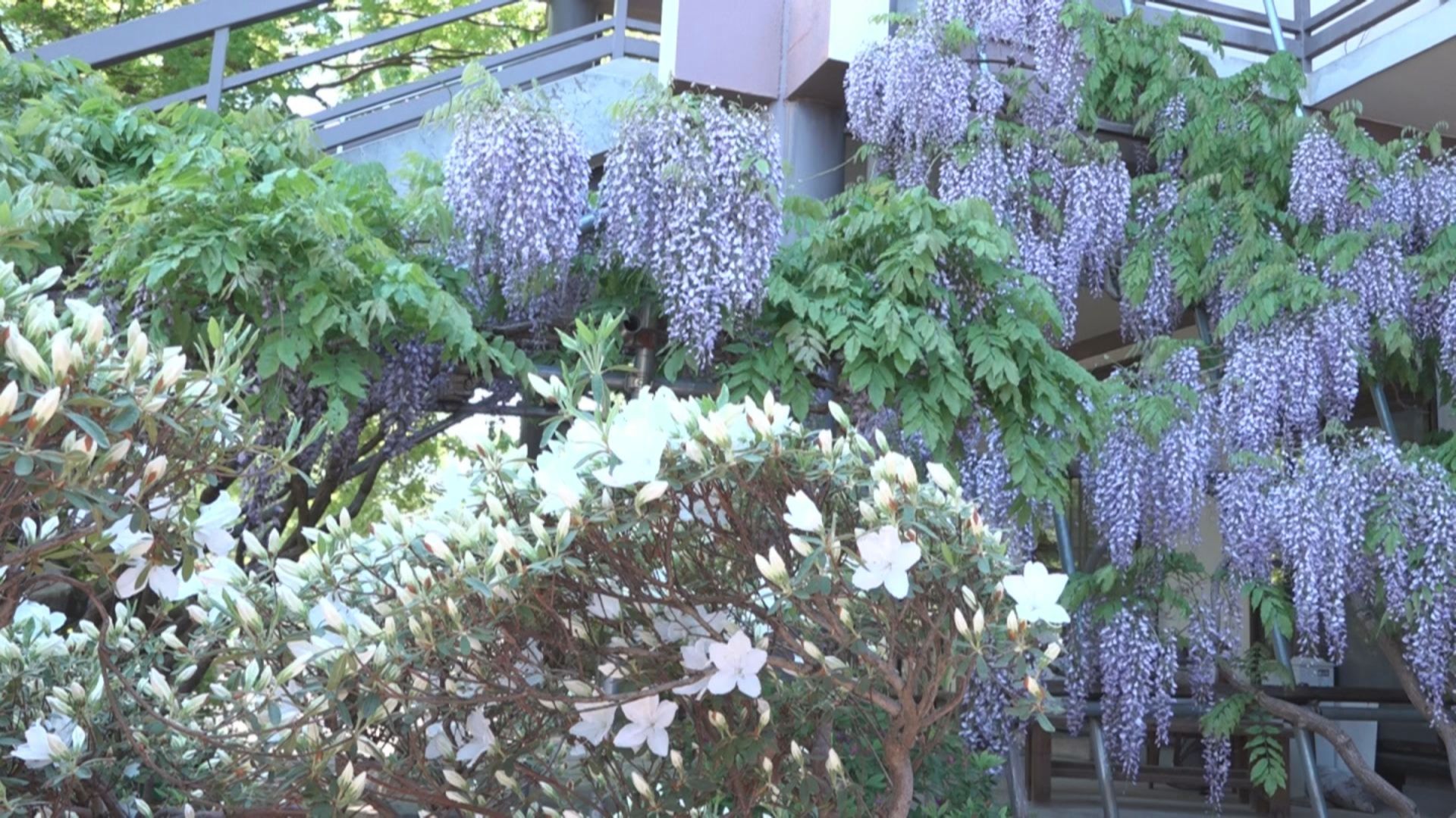 寺町3「大嚴寺」のツツジ咲き始める お茶会で優雅なひととき