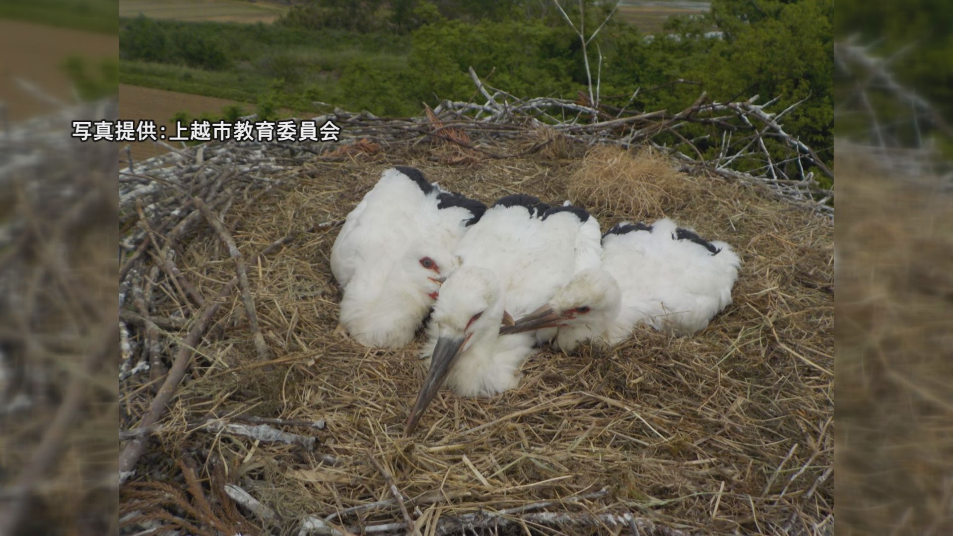 上越市吉川区 コウノトリのヒナ3羽に足環装着