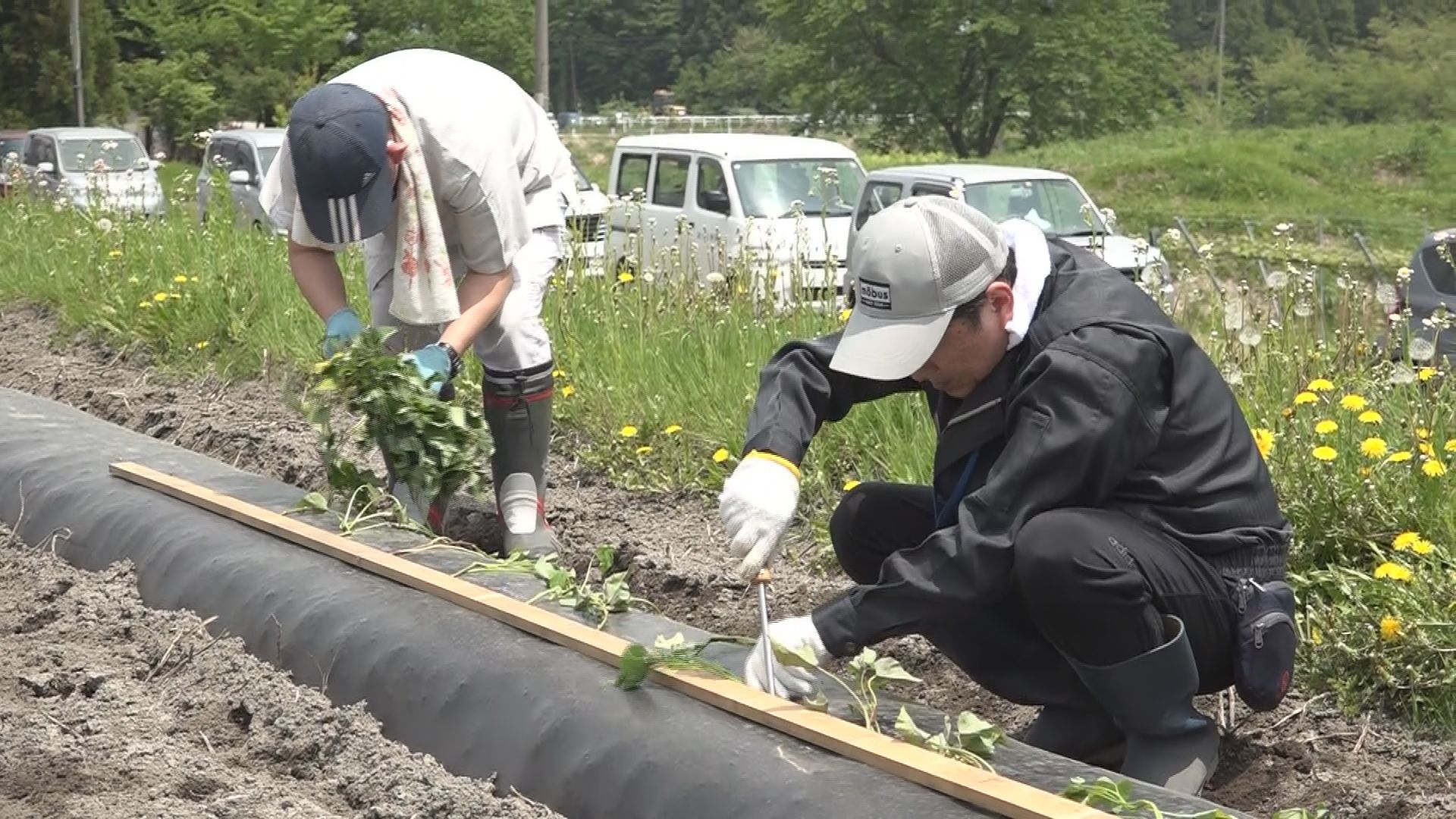 障がいがある人に農業の楽しさを  坂口げんき農場でサツマイモ苗植え