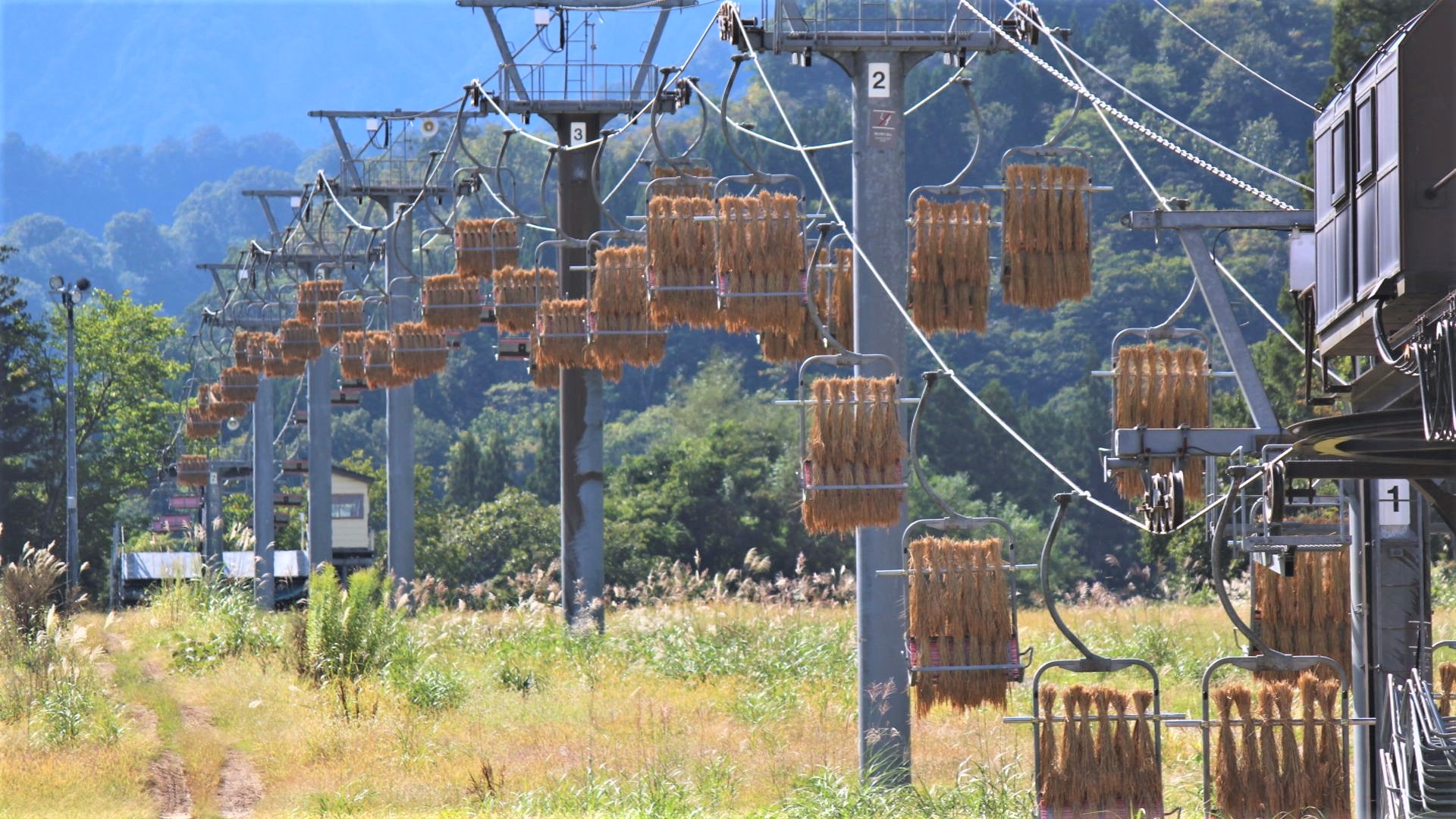 ロッテアライリゾート 天日干し米を地元の新井小へ寄贈