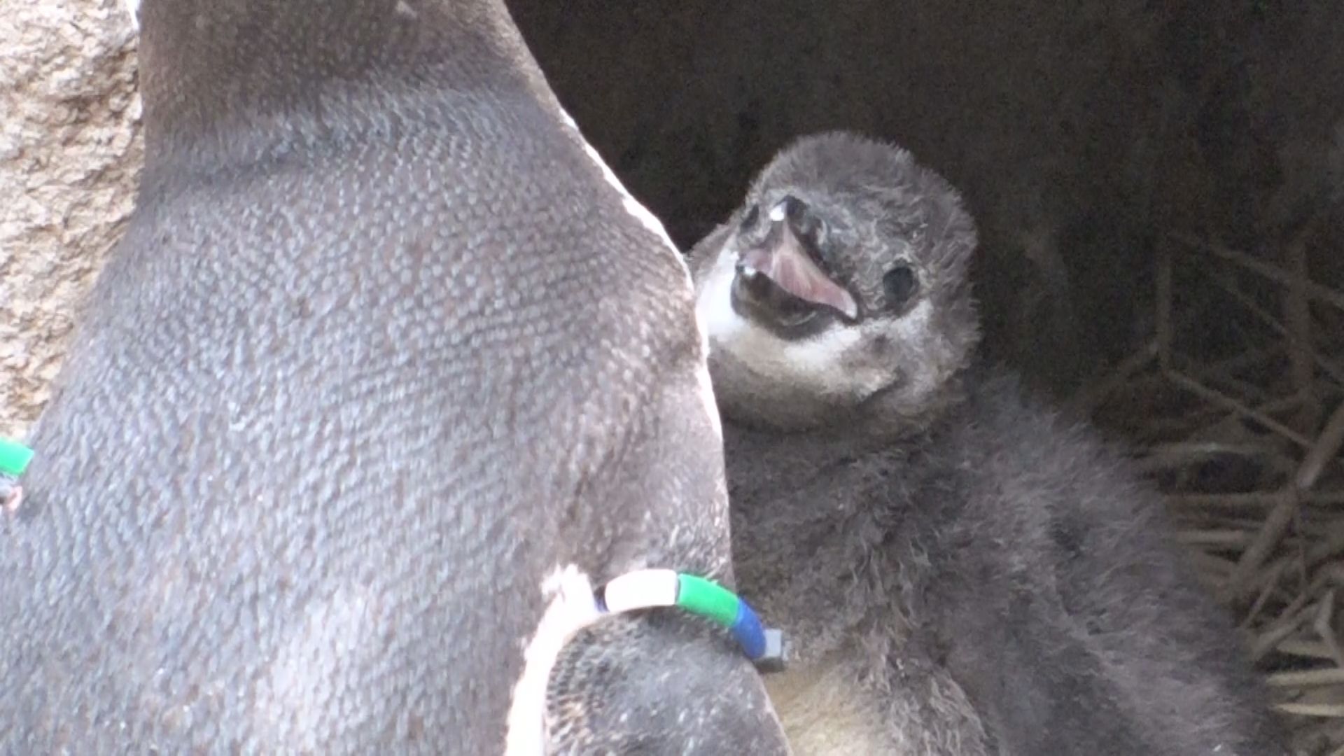 よちよち歩きが愛おしい！うみがたり ペンギンのヒナ続々誕生