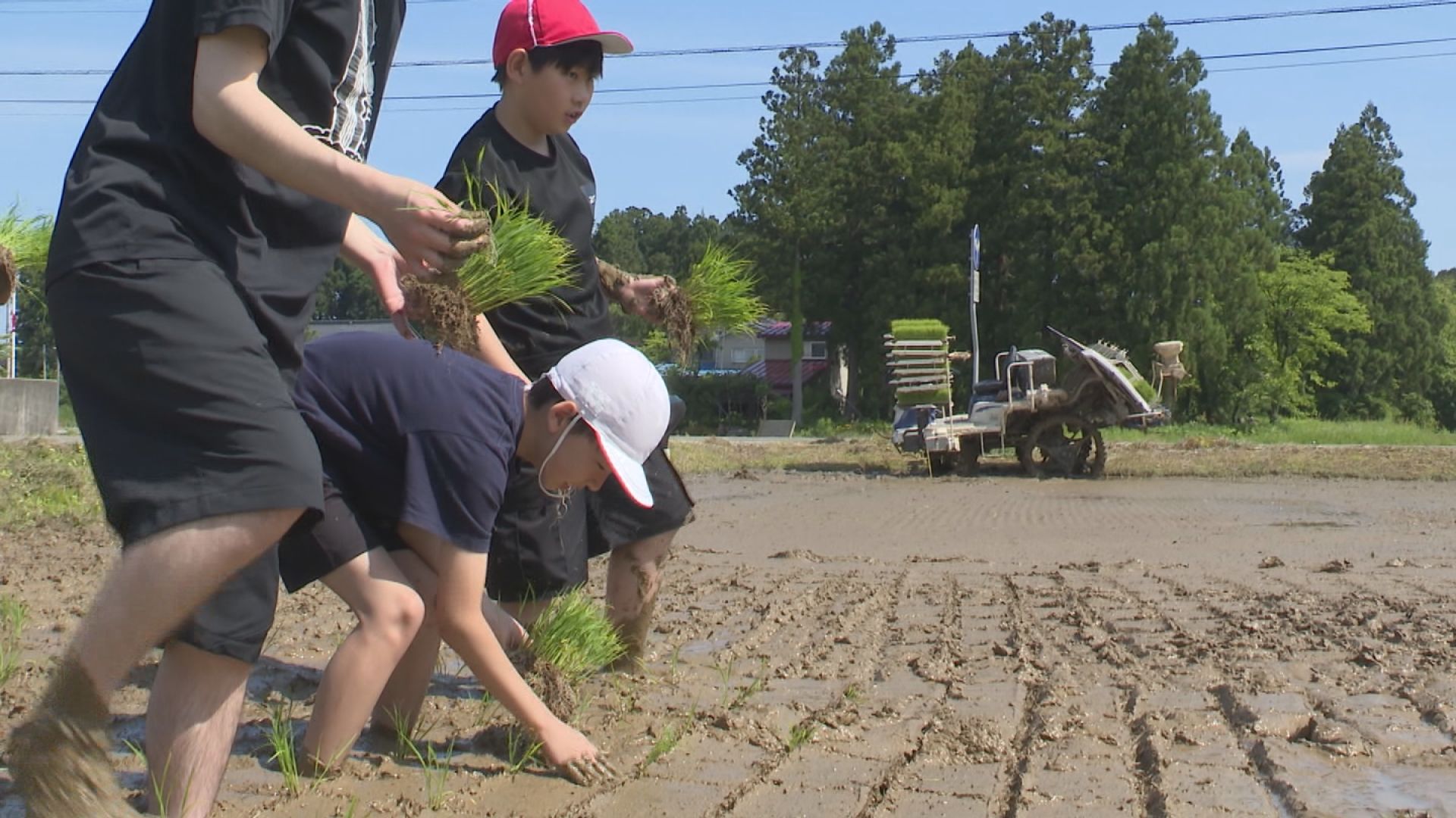 美味しいお米にお育ってね 明治小学校5年生が田植え