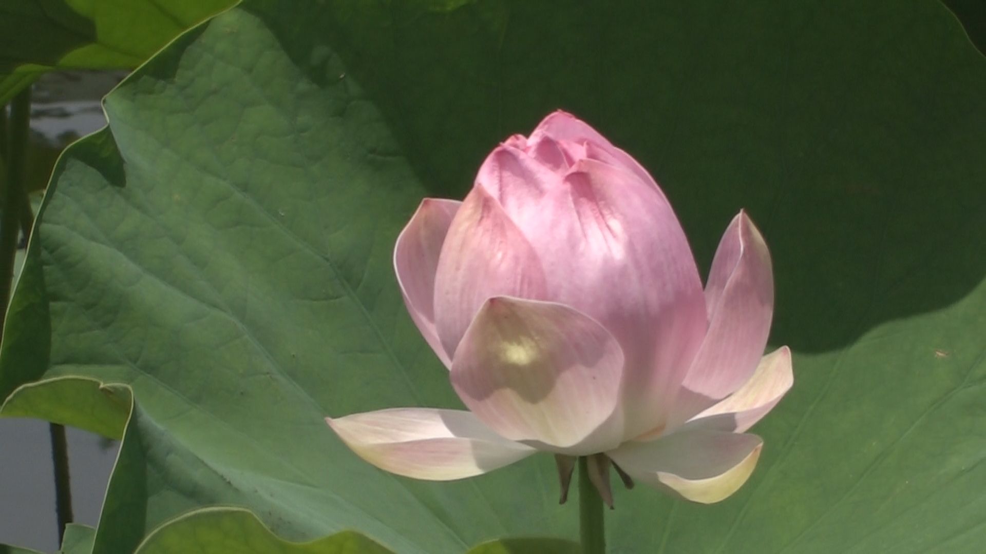 高田城址公園ハスの花 北堀で2輪開花を確認
