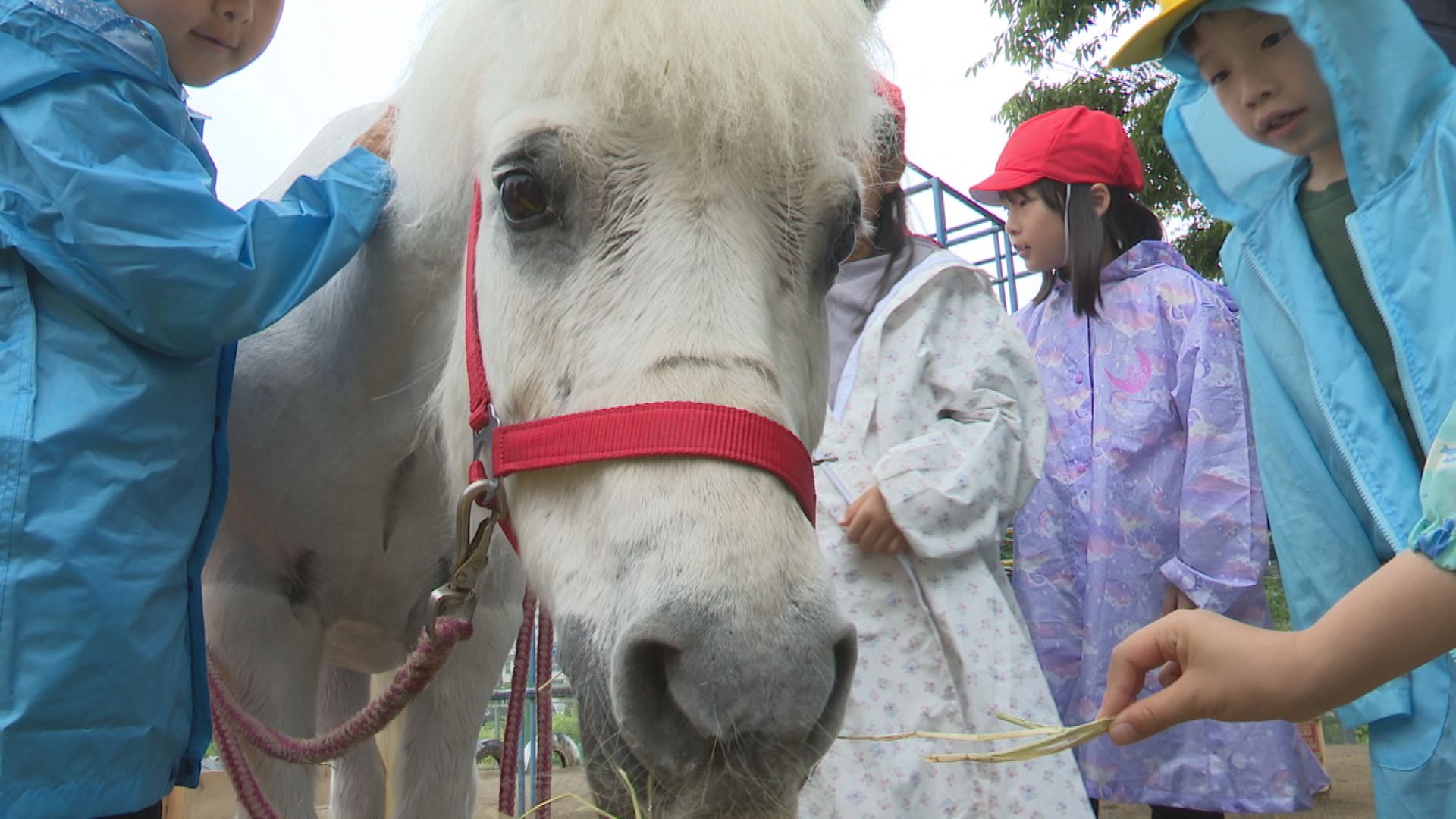 大手町小にポニーがやってきた！1年生が入学式で歓迎