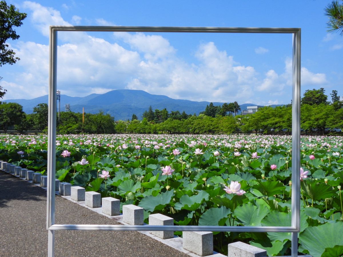 関連イベント充実！「第46回 高田城址公園観蓮会」7月19日(土)開幕