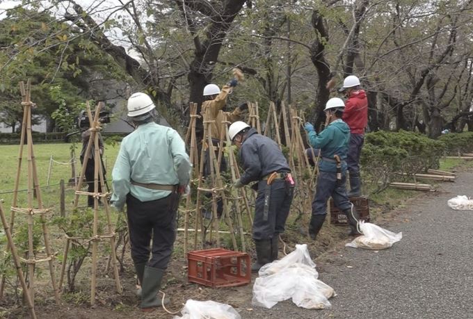 高田城址公園 樹木の冬囲い始まる