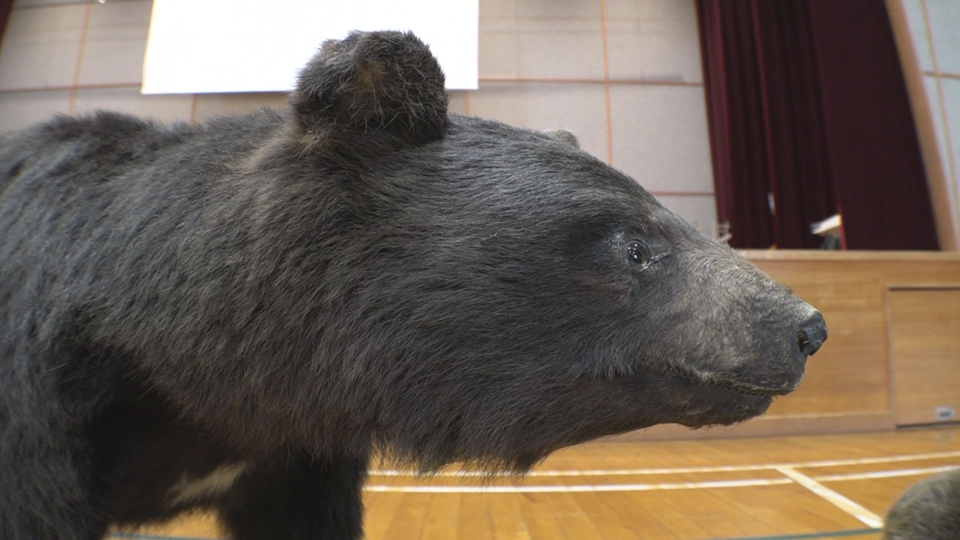 県内クマ出没過去最多 三和小で学習会 キーワードは「あさはゆき」