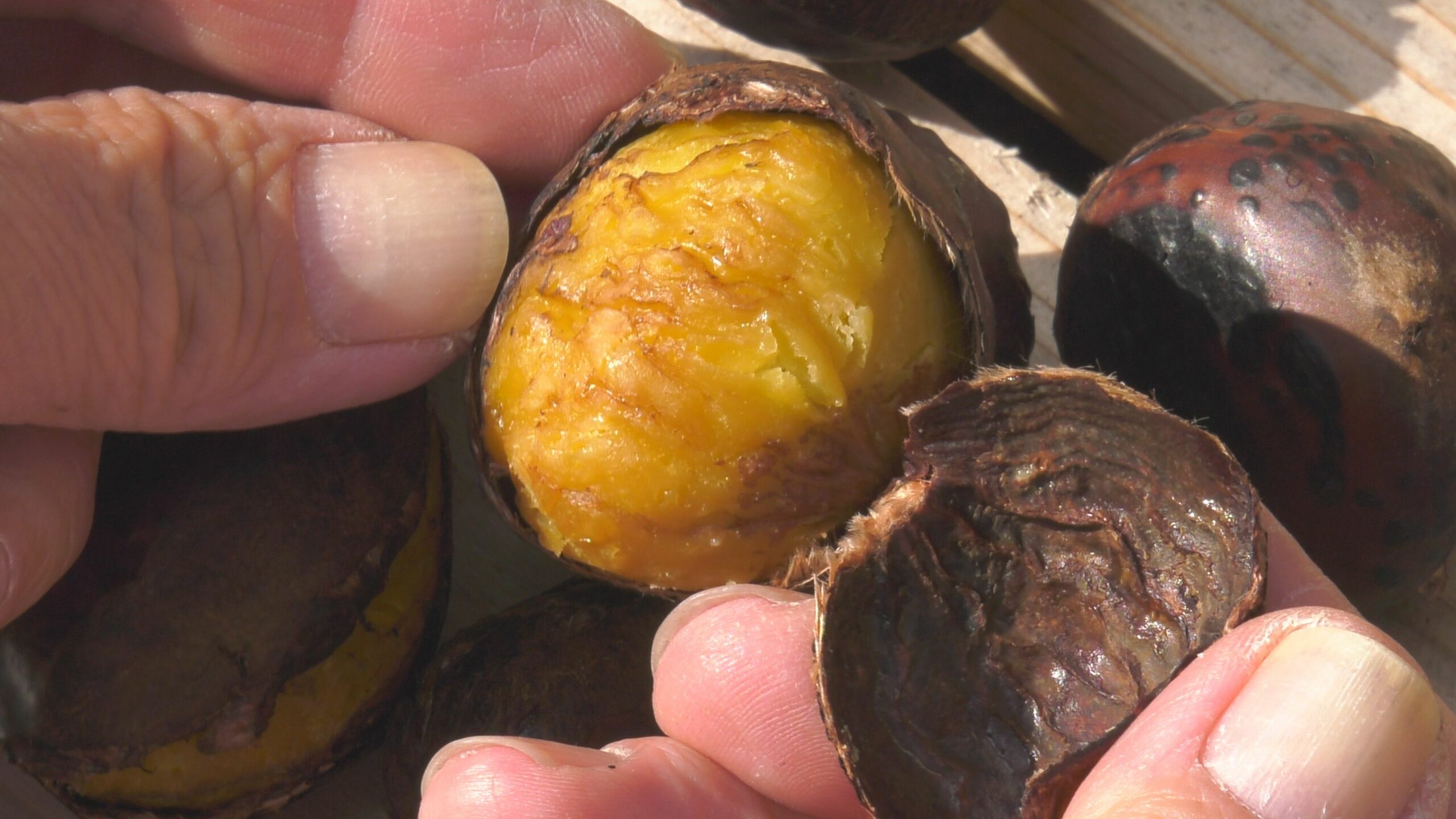 【動画】秋に響くおいしい音 宮沢栗農園