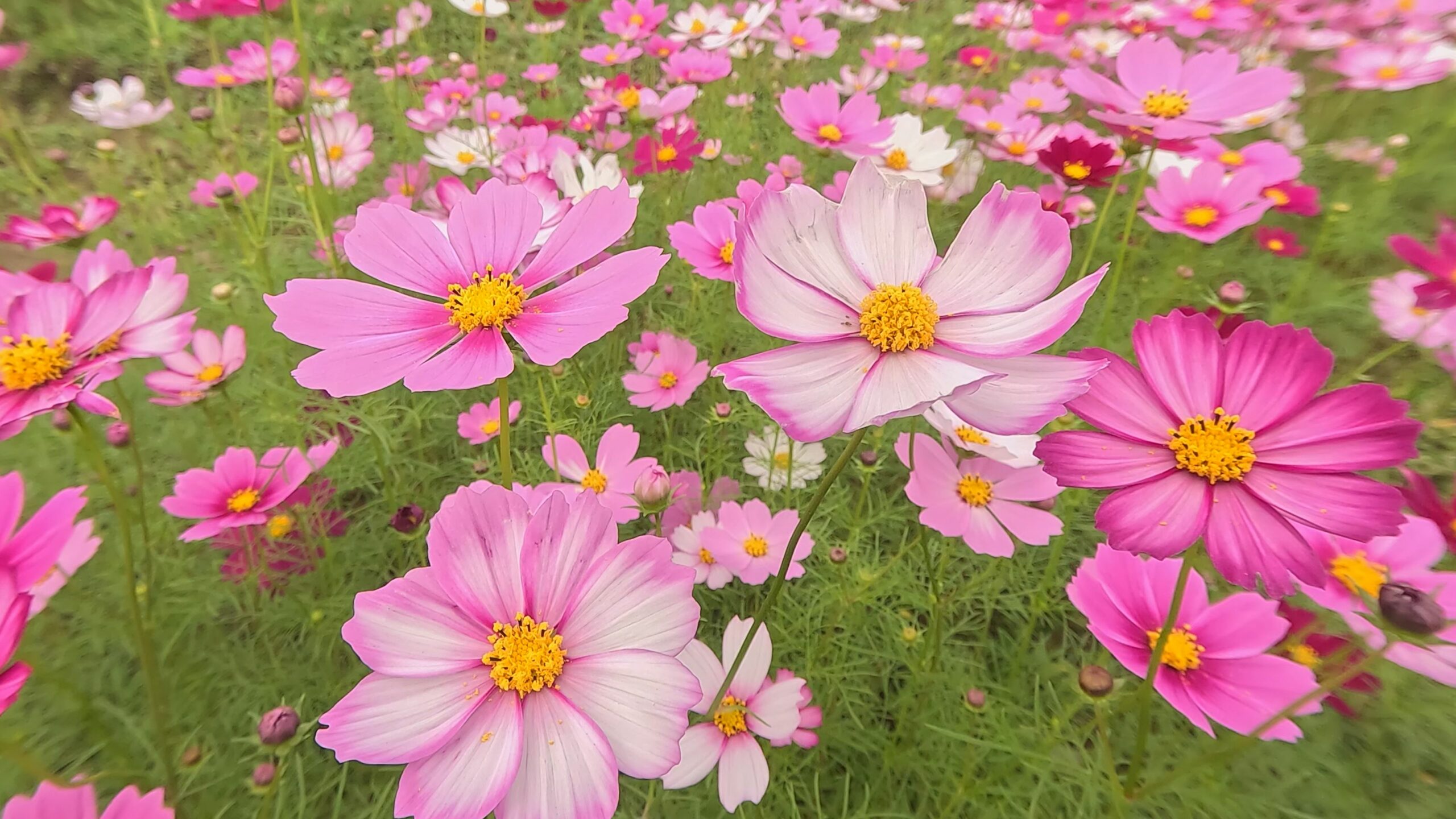 【動画】100万本の彩 関川河川敷コスモス