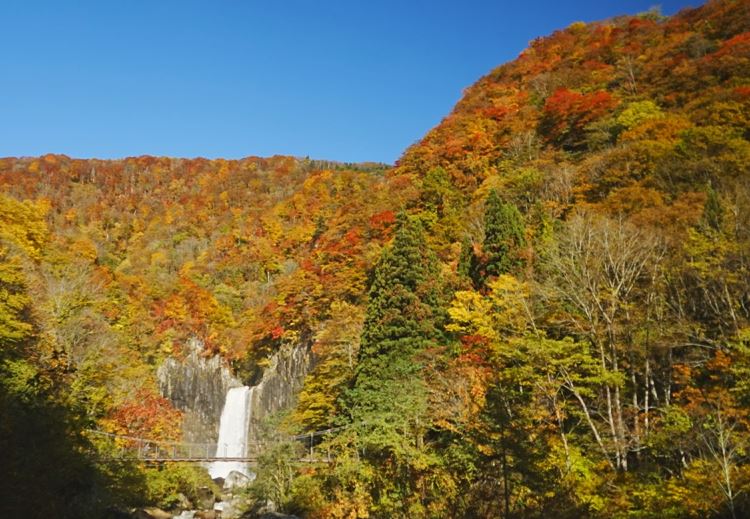 ＜上越妙高 紅葉情報2025＞苗名滝周辺はピーク 各所で見ごろ／撮影:11月2日(日)、4日(火)