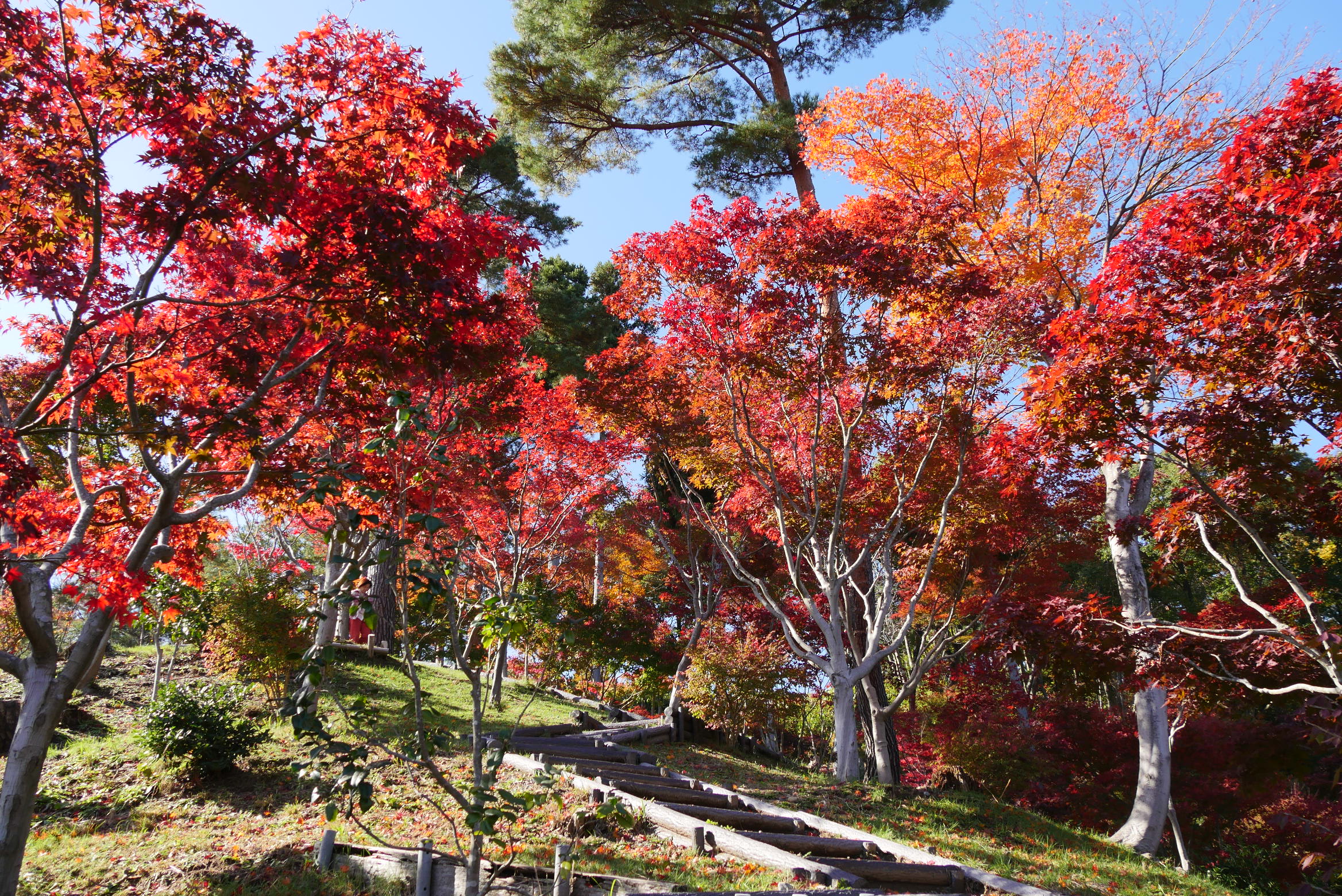 ＜上越妙高 紅葉情報2025＞国府もみじ園 来週にかけて見ごろ／撮影:11月12日(水)