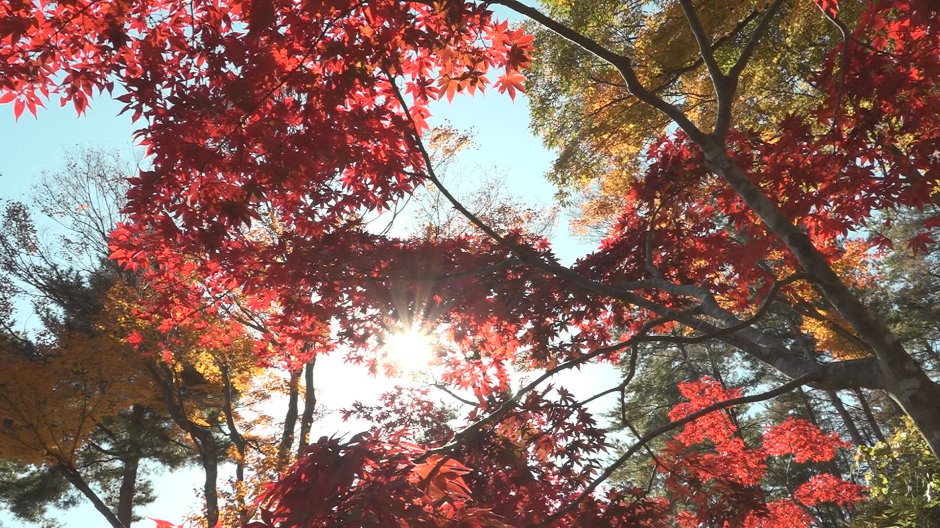 上越市国府2「国府もみじ園」紅葉見ごろ迎える