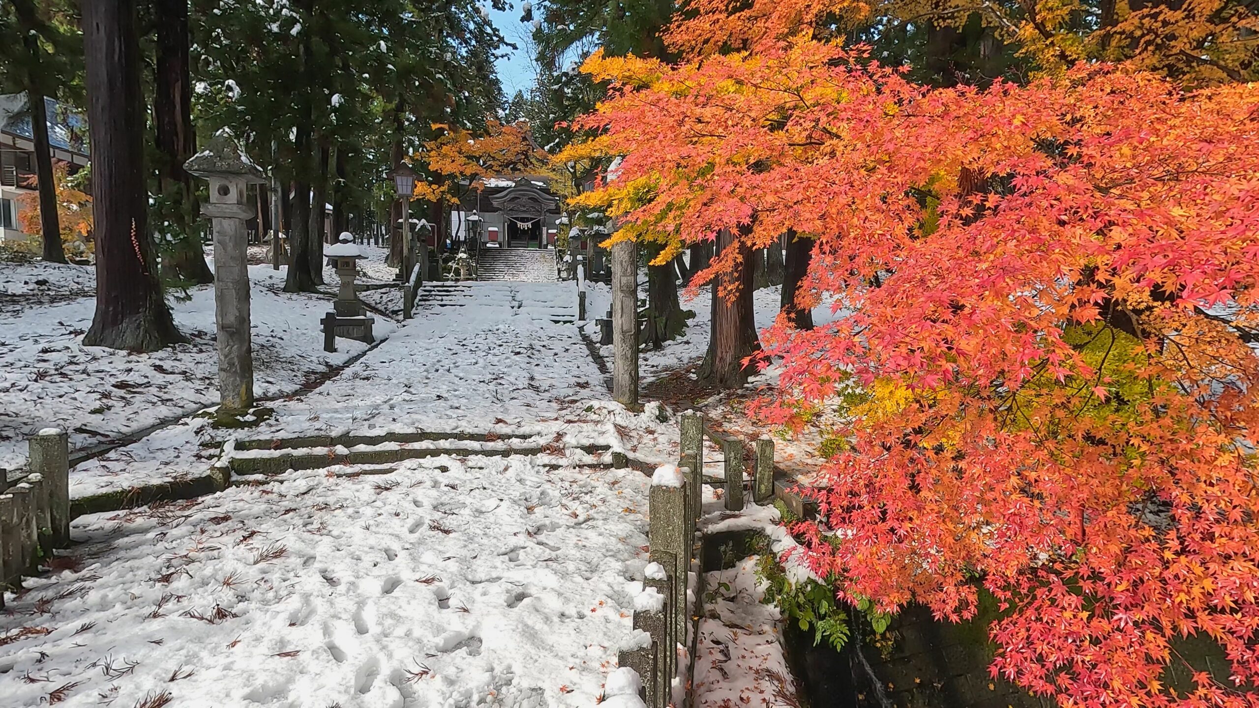 【動画】雪中もみじ 関山神社