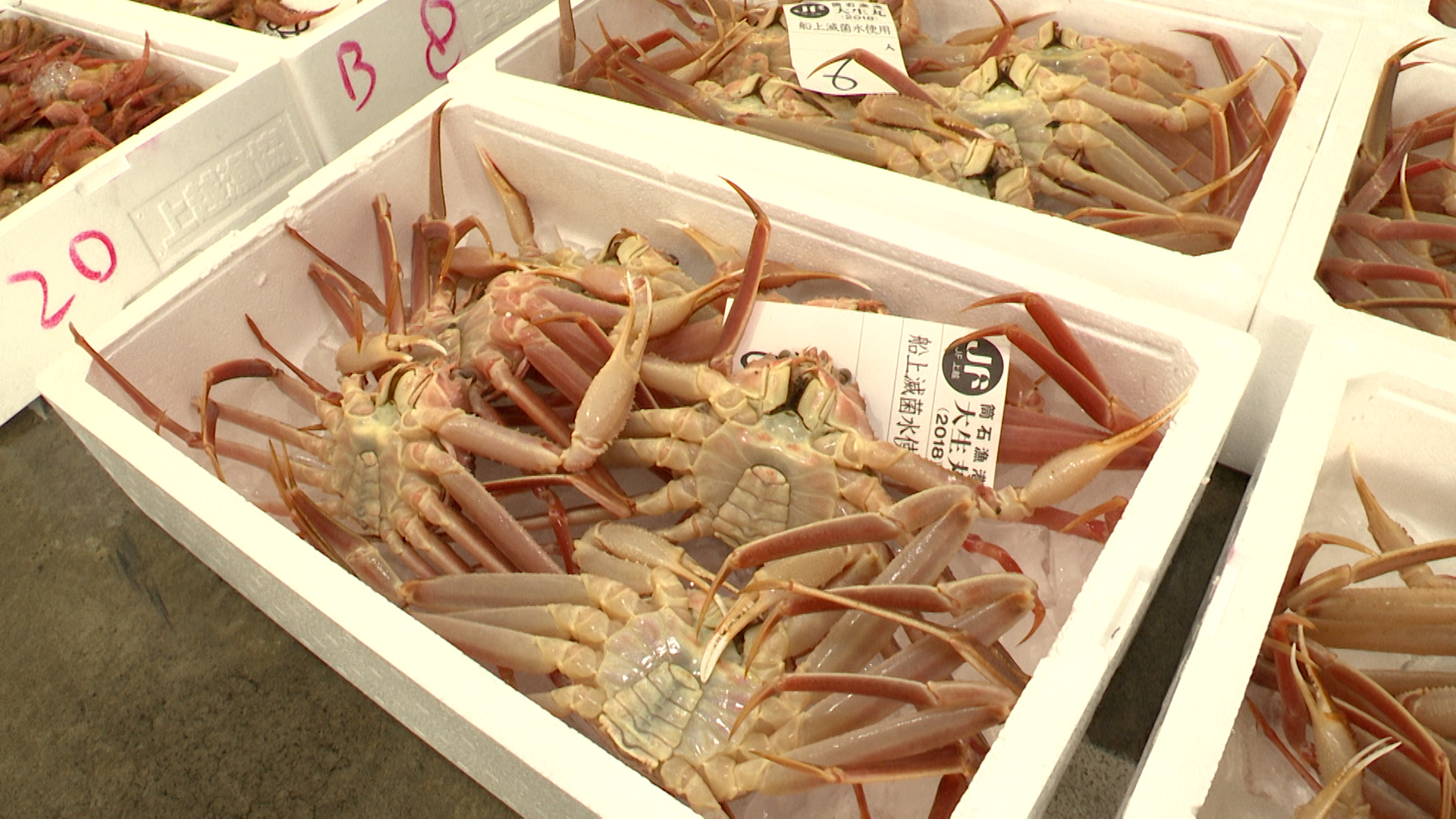 ズワイガニ漁解禁！能生漁港 去年より600キロ増