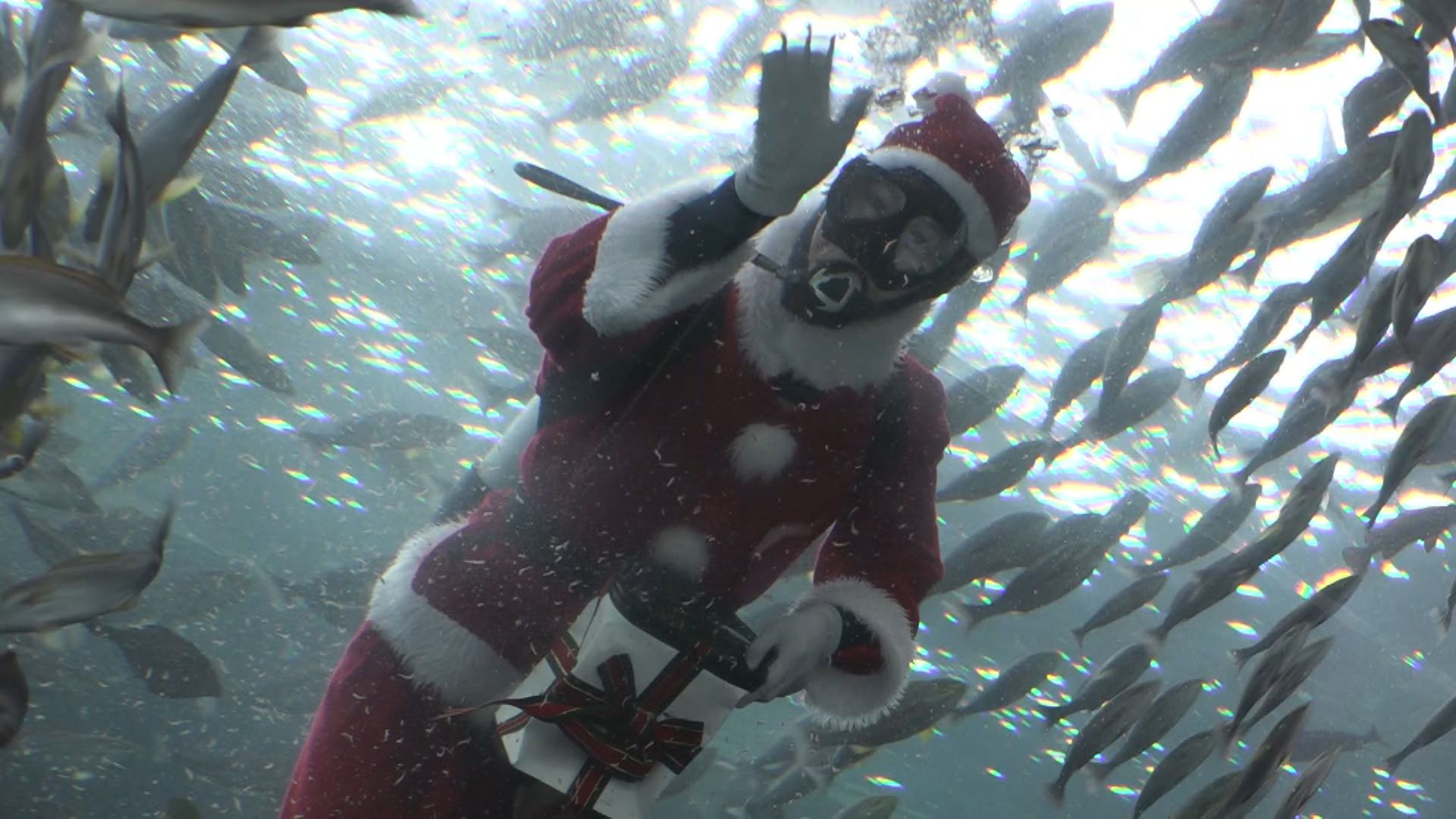 サンタダイバーにフォトスポット登場！うみがたりクリスマスイベント