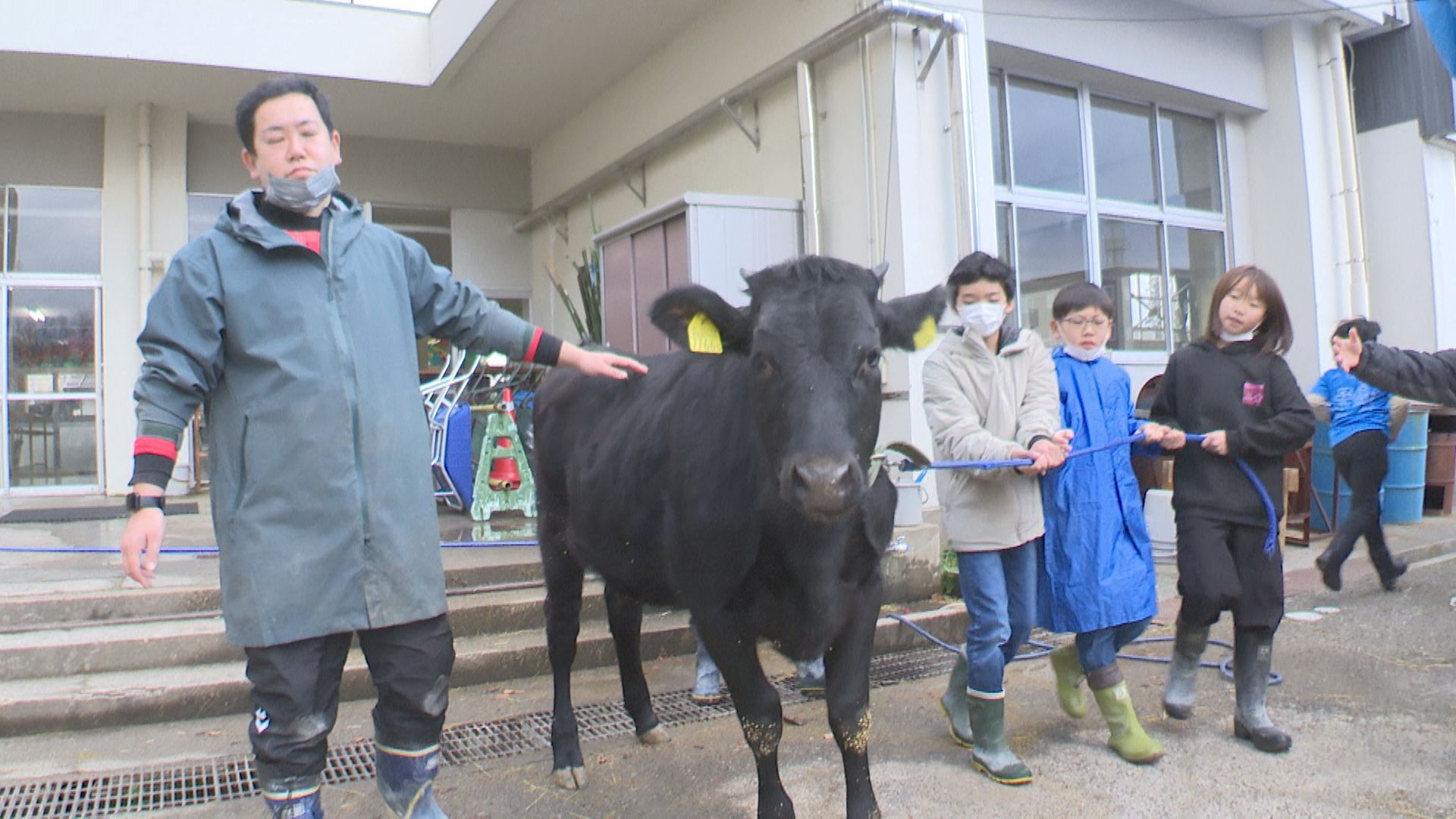 大手町小5年生 肉牛飼育で命の大切さ学ぶ
