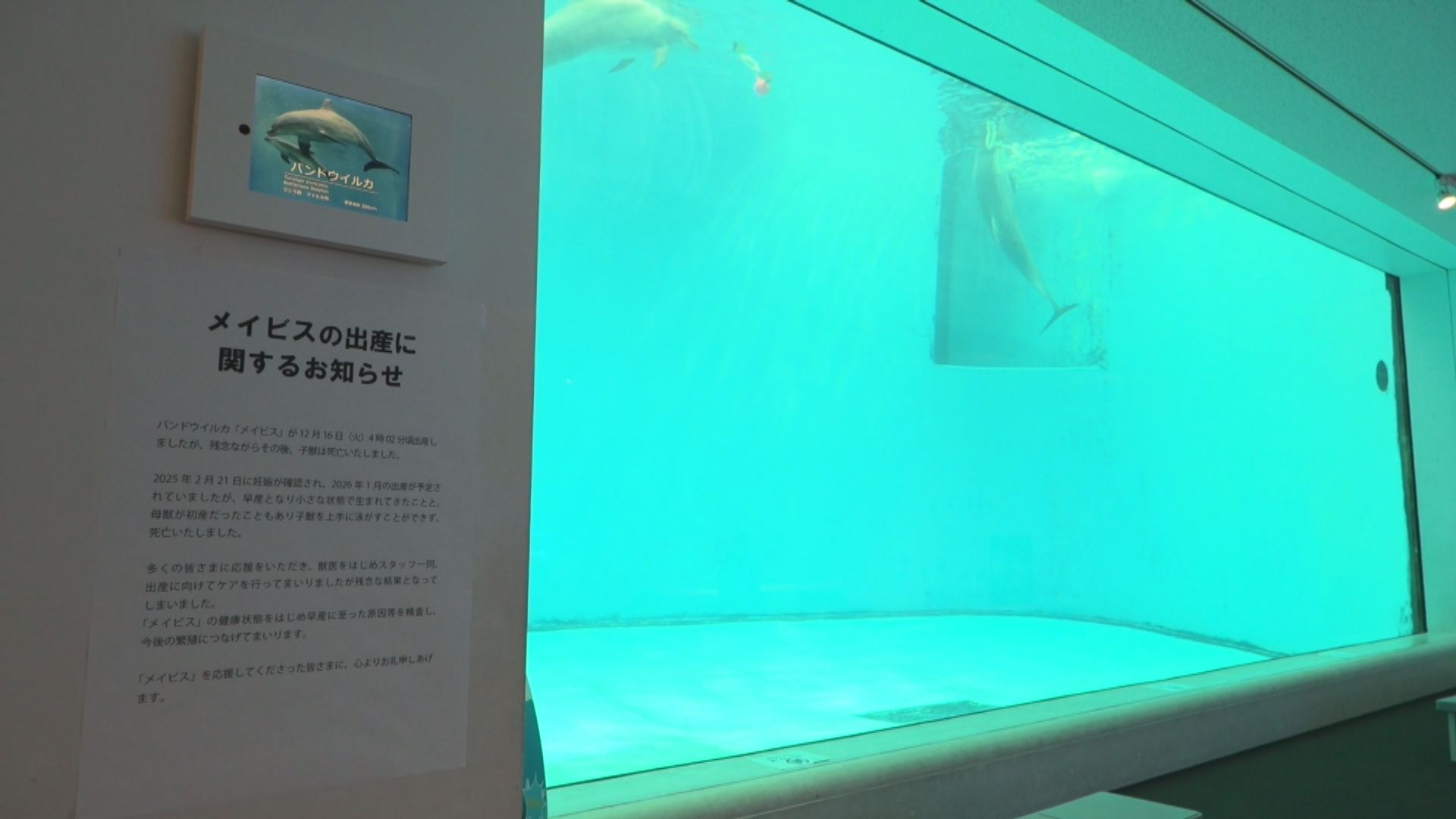 うみがたりのバンドウイルカ 出産直後に赤ちゃん死ぬ