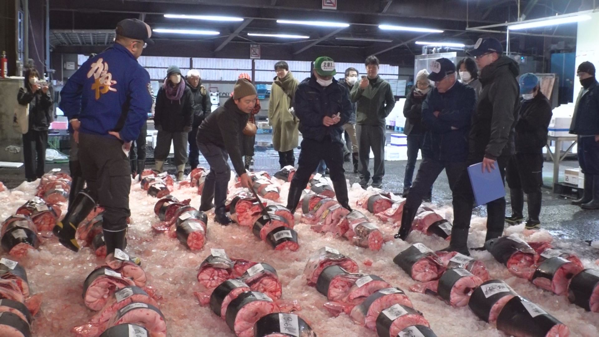 上越 年末の風物詩 「サメ」の競り