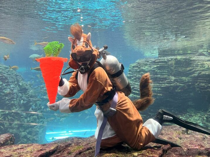 年末年始も営業！お正月は上越市立水族博物館「うみがたり」で