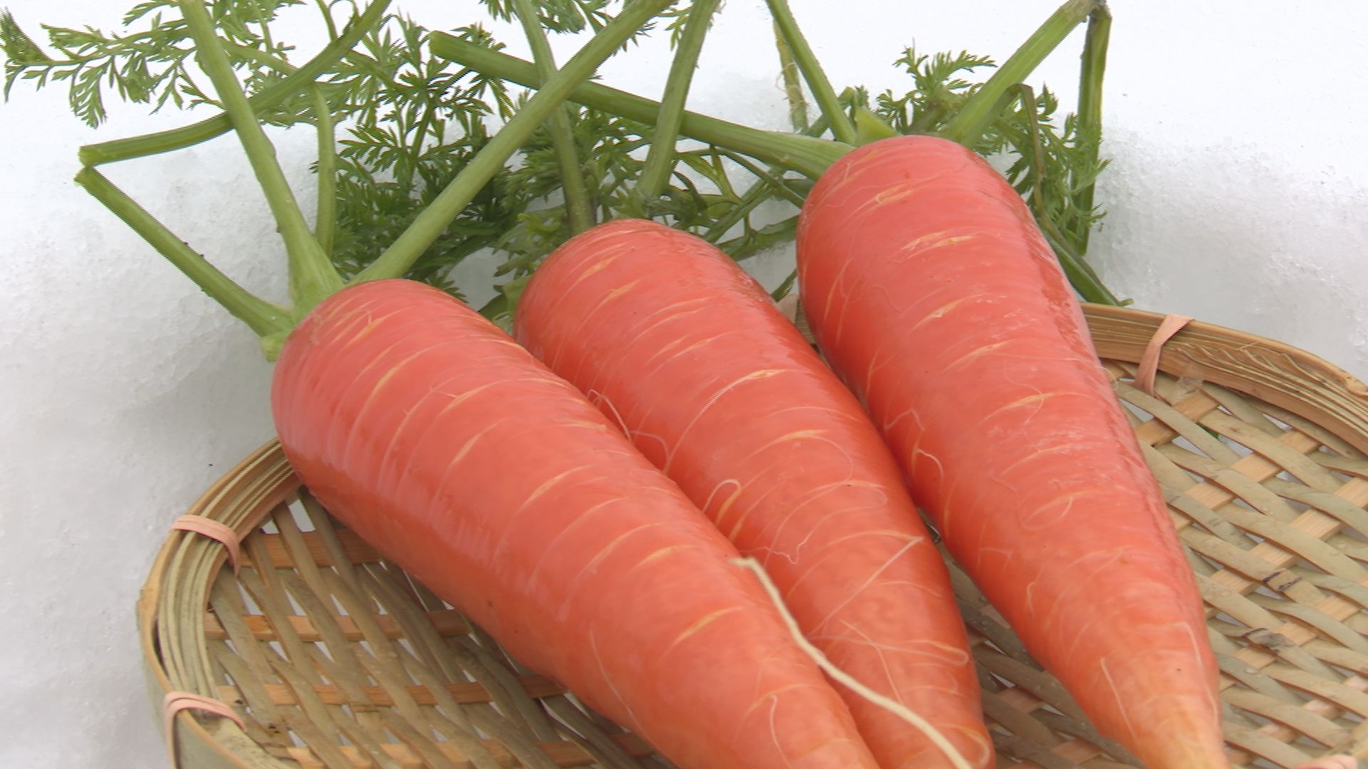 雪の魔法であまーく！中郷区で雪下ニンジン収穫はじまる