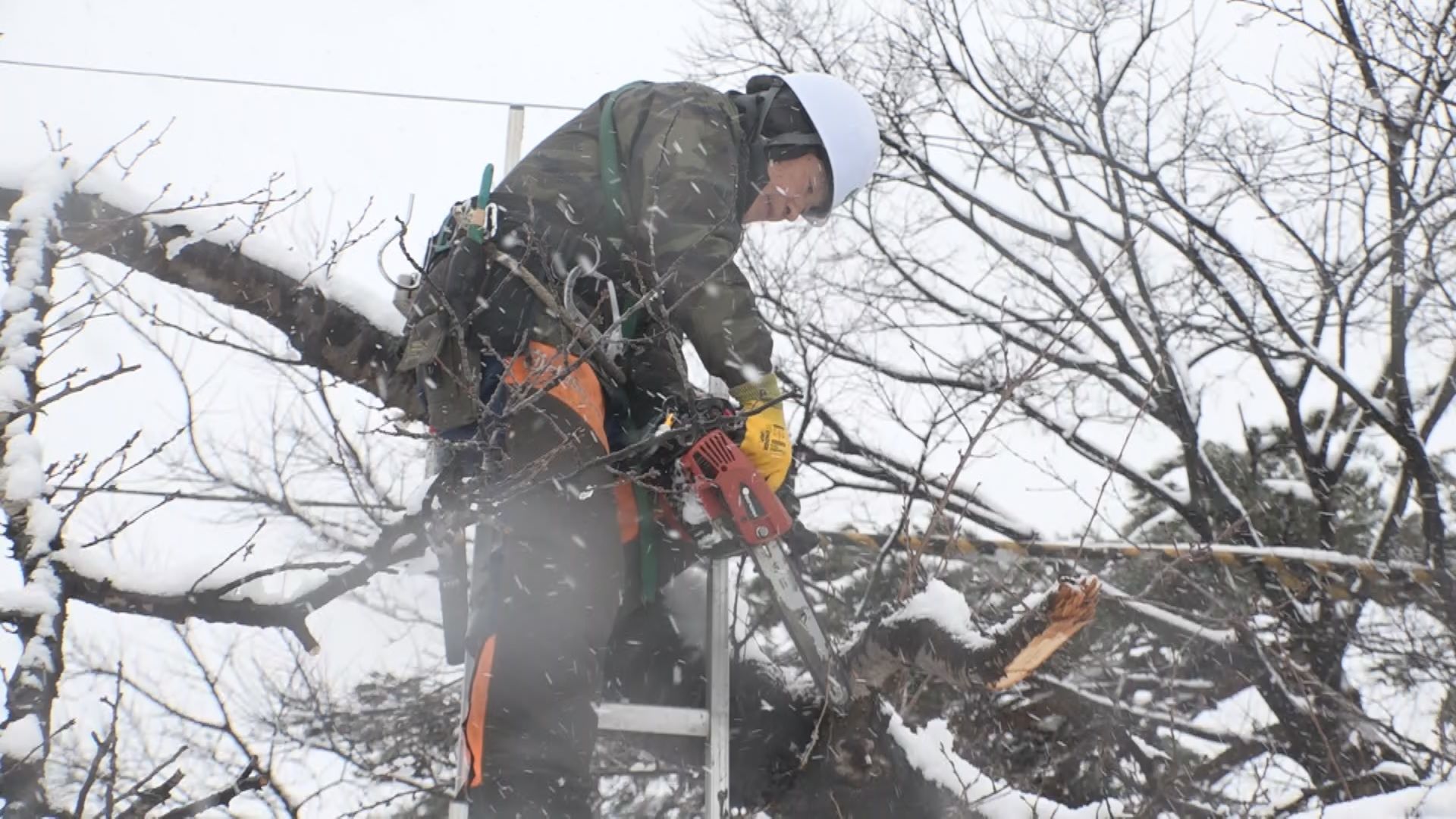 雪の高田城址公園 観桜会に向けて「桜守」がサクラ手入れ