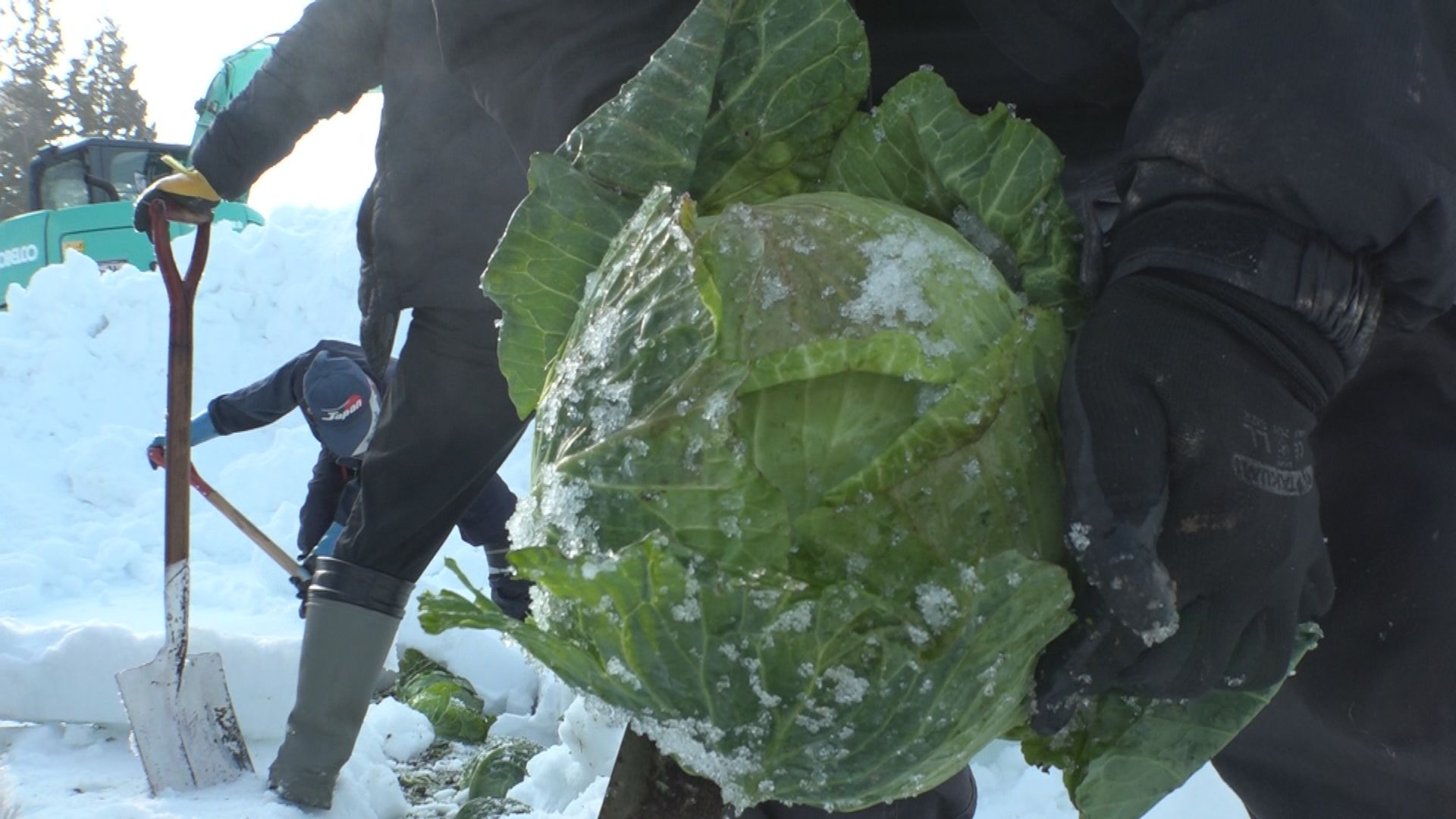 上越市牧区 “雪下キャベツ”収穫最盛期