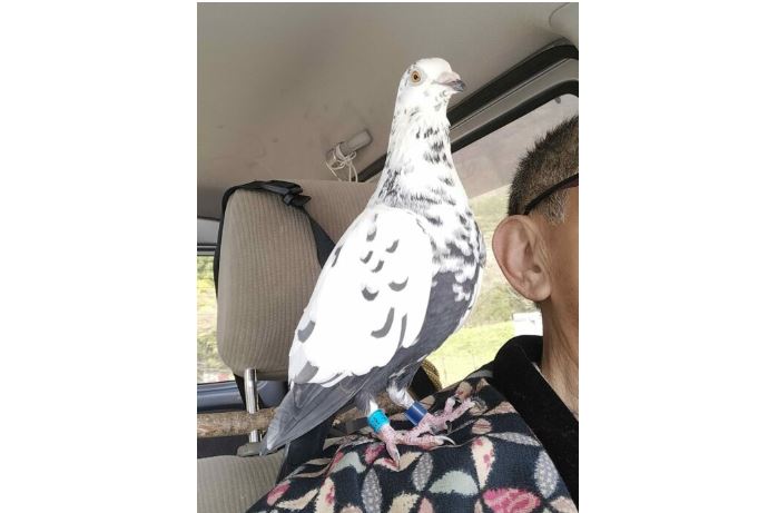 上越で迷子 ペットのハトを探しています