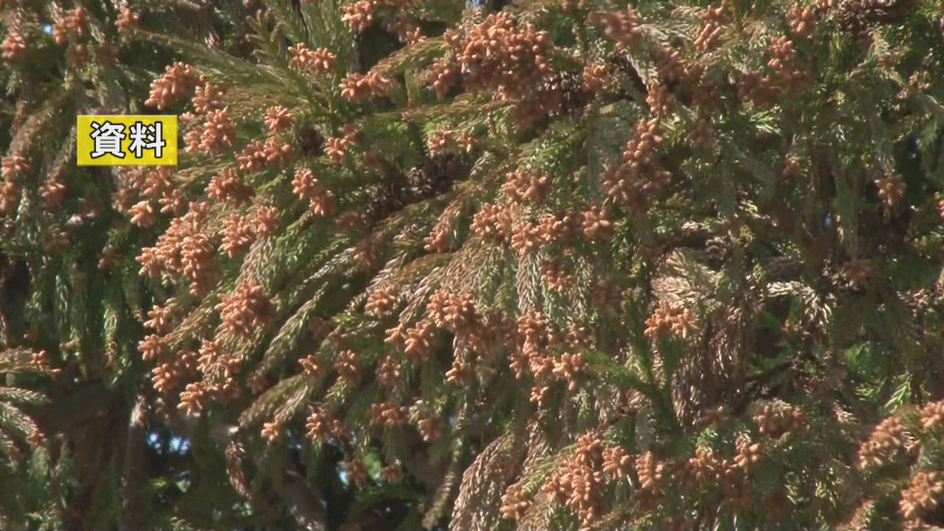 スギ花粉 今年は例年通りか多い見込み 飛散2週間前に薬の服用を