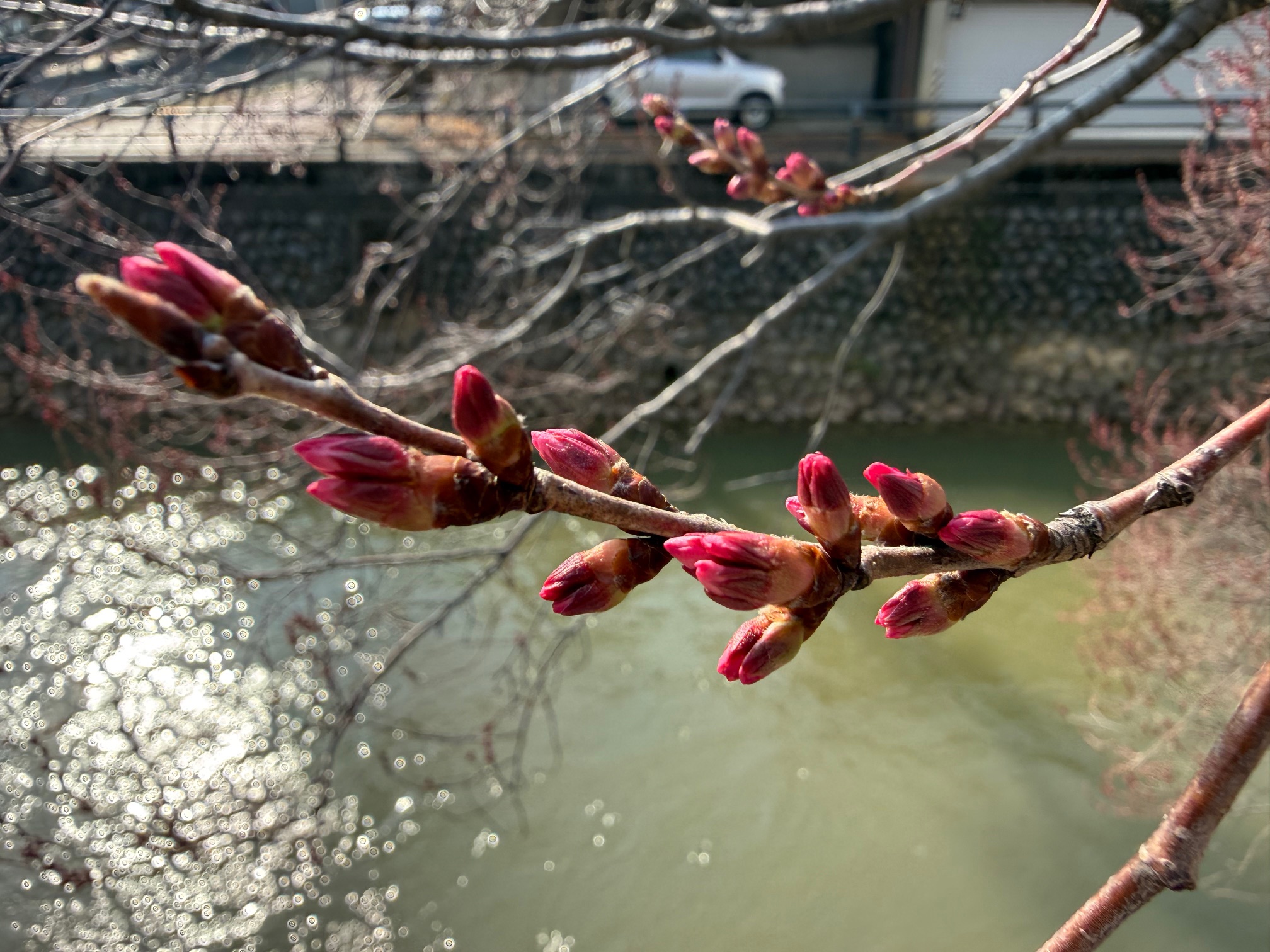 儀明川 夜桜ライトアップ27日(金)から  歩行者天国イベントも