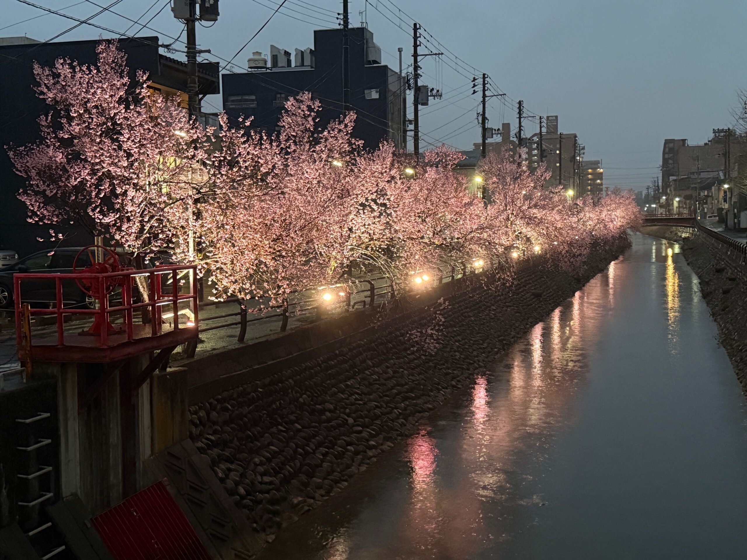 夜桜のライトアップ 12日(日)まで延長！儀明川 コヒガンザクラ