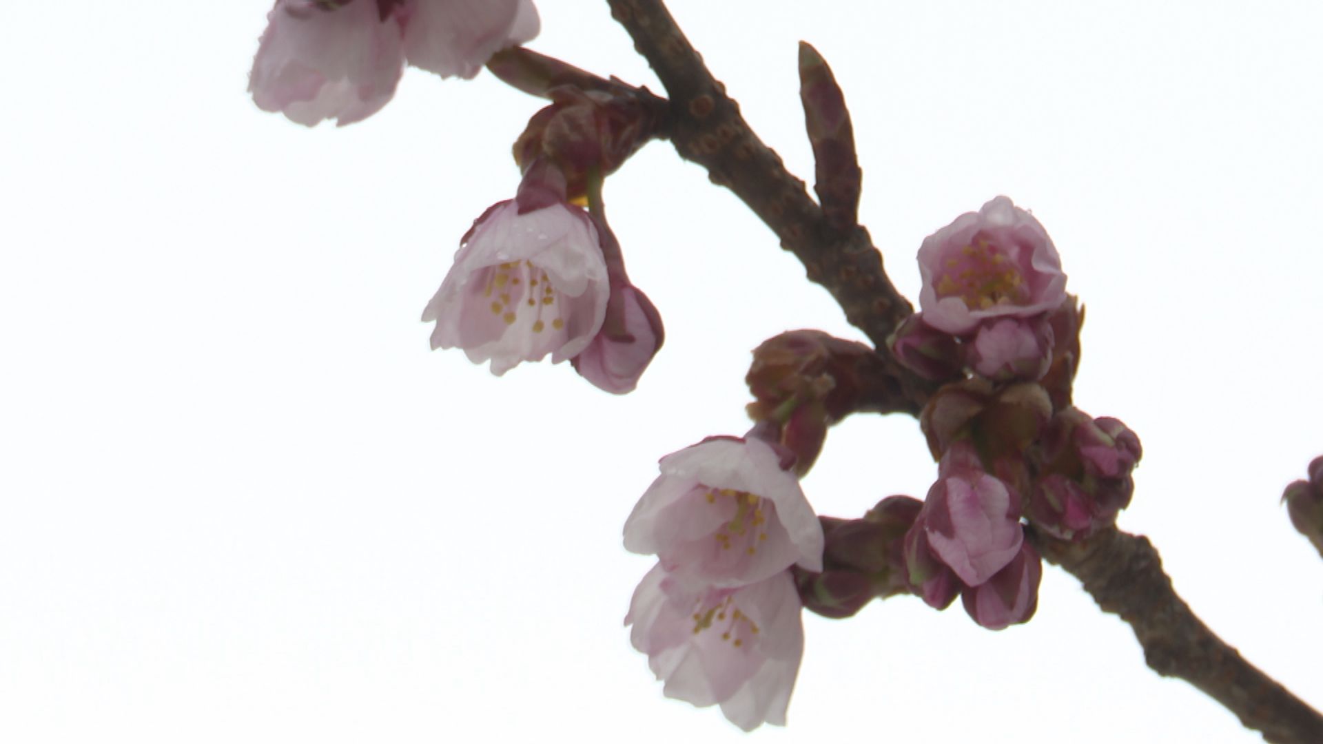 高田城址公園 ウスカンザクラ開花 去年より21日早い