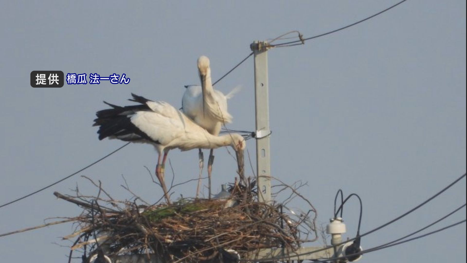 コウノトリ 上越市高士区の電柱上に巣作り 吉川区と三和区に続いて3か所目