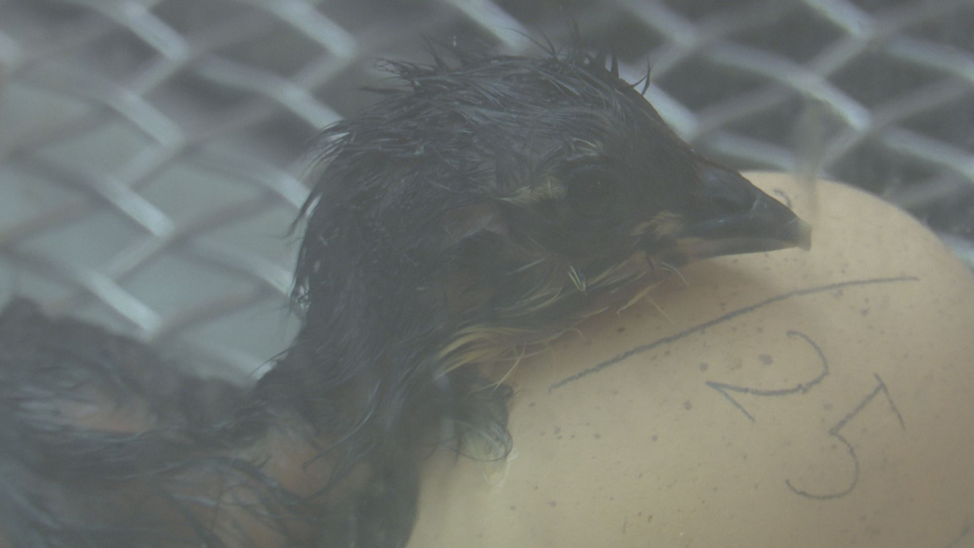 生まれる瞬間に立ち会える！「ひよこの誕生」上越科学館で始まる