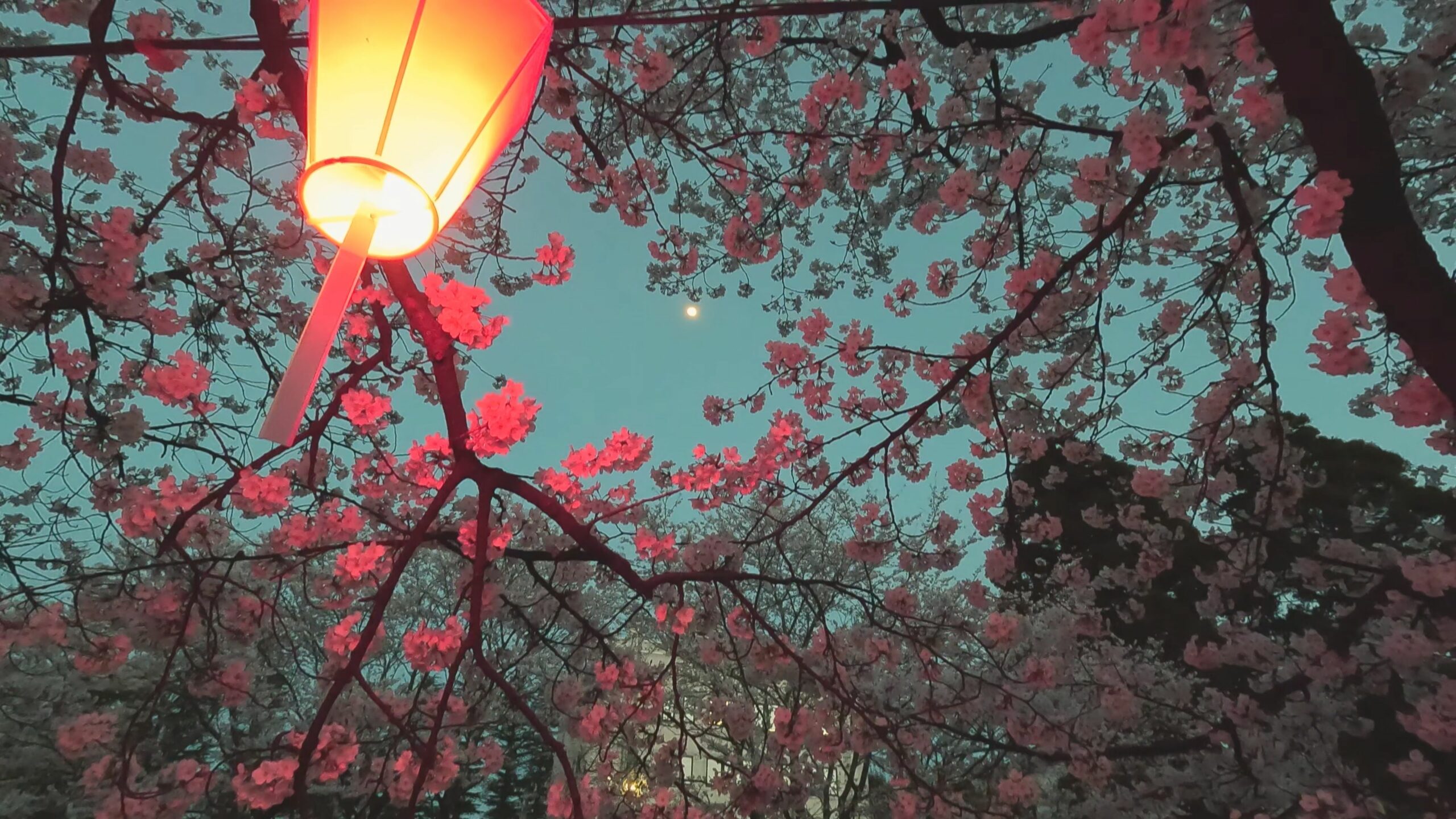 【動画】暮色蒼然  青田川夜桜