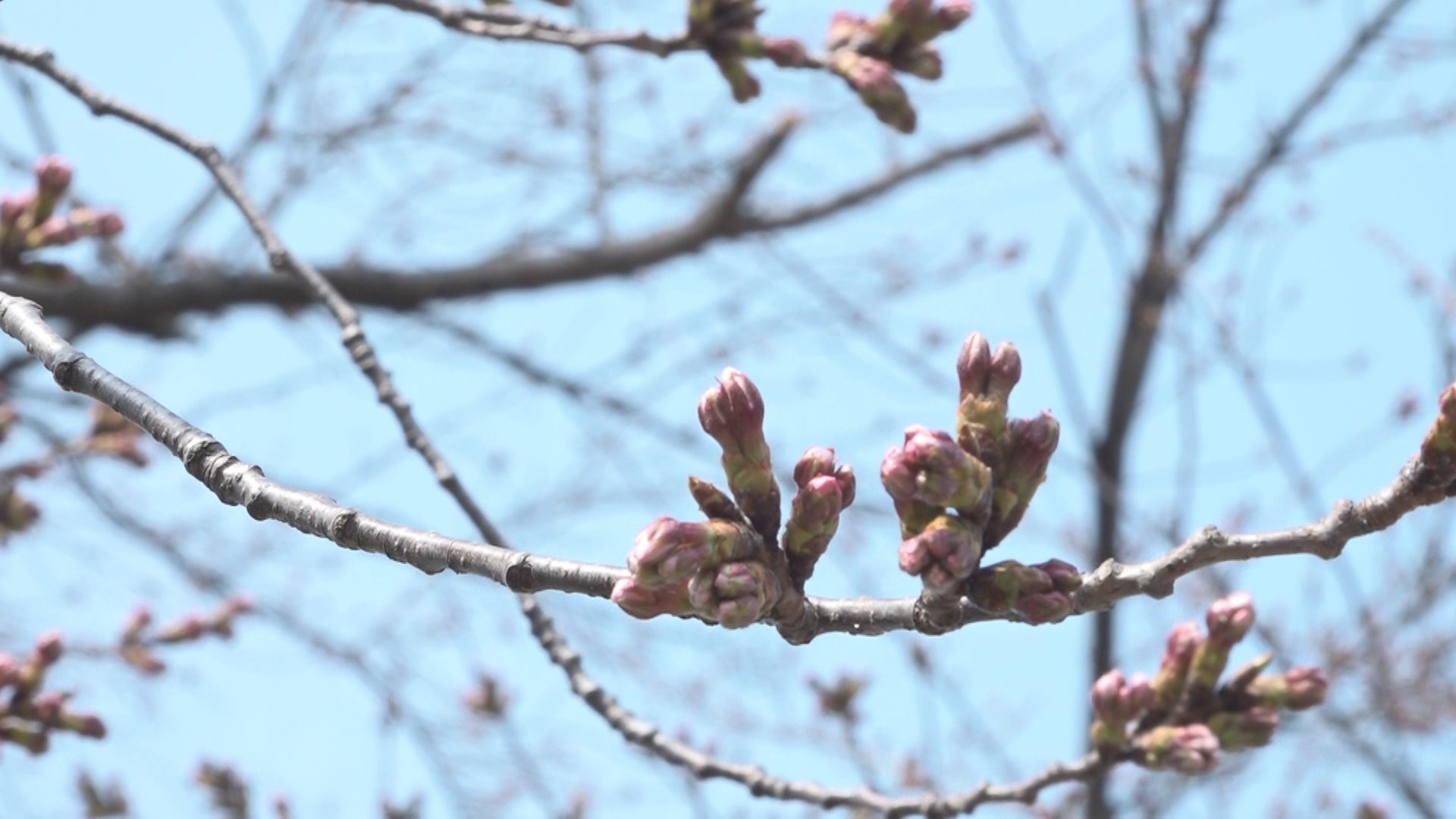 高田城址公園 サクラの開花調査はじまる