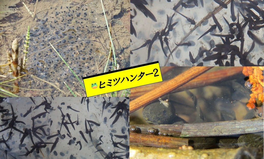 妙高高原ビジターセンター  4月は両生類や野鳥の観察会！