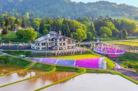 現在5分咲き！「いたくら芝桜まつり」4月25日(土)～5月10日(日)開催