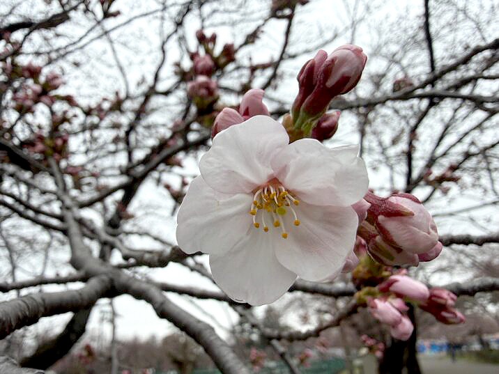 【速報】高田城址公園 サクラ開花宣言！去年より5日早い開花