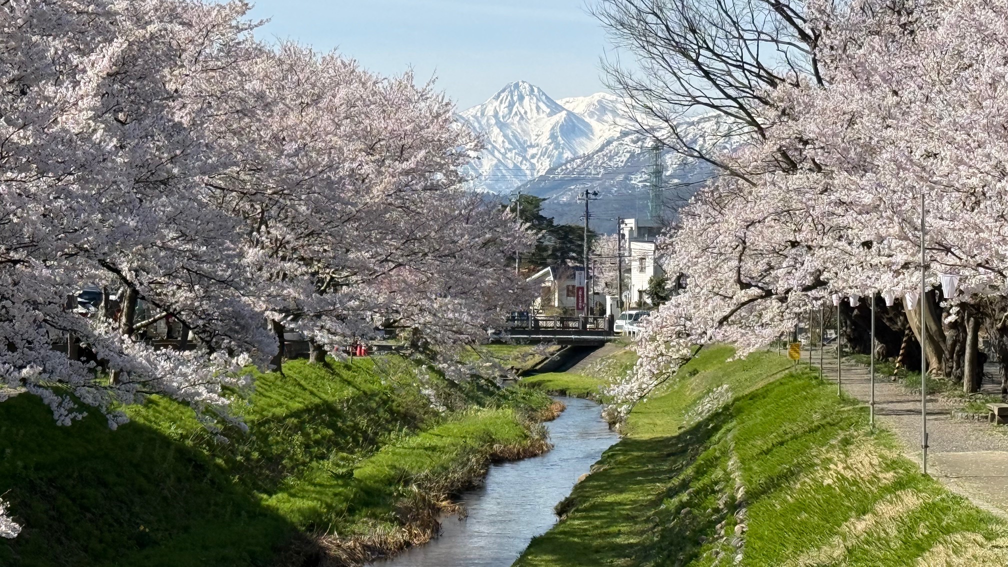 【動画】残雪の妙高山と青田川のサクラ並木