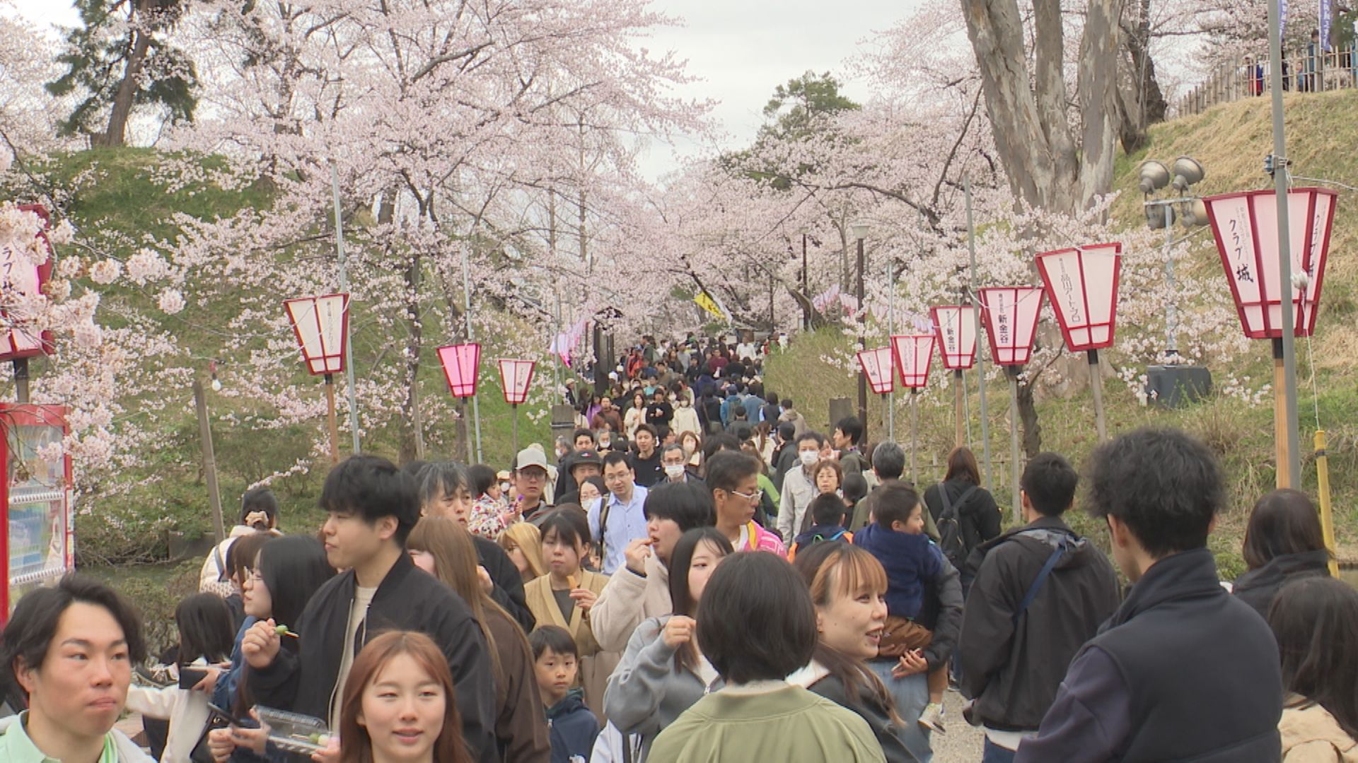 サクラ満開！観桜会は家族連れなど多くの花見客でにぎわう