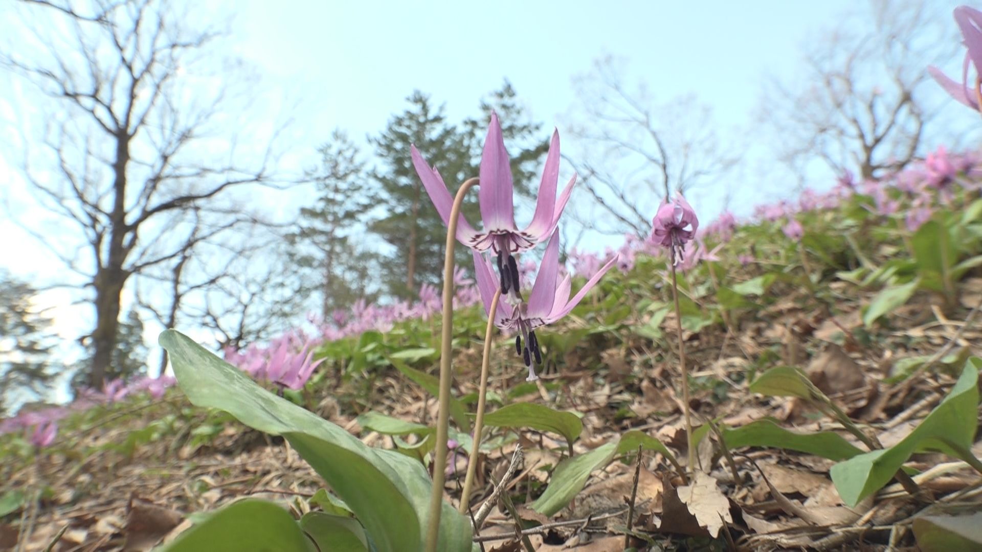 春の妖精カタクリ見ごろ 妙高市斐太歴史の里