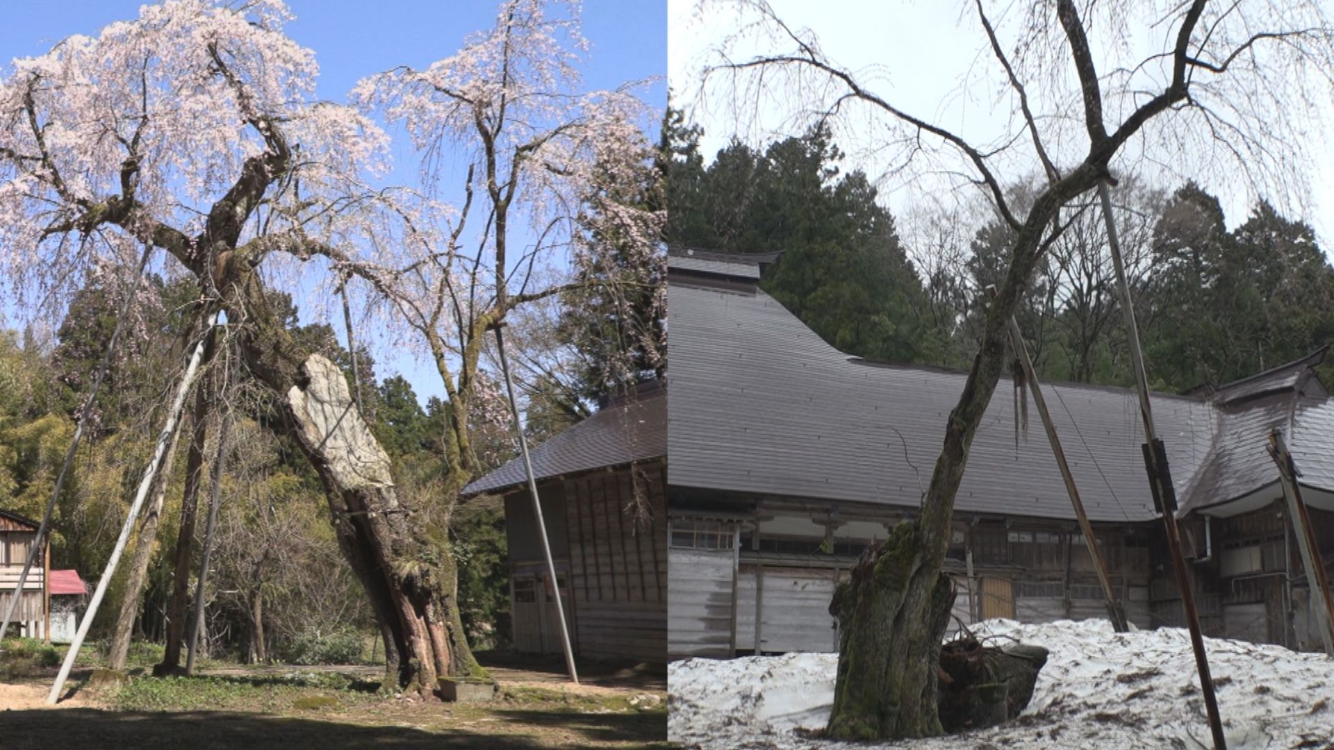 吉川三大シダレザクラ 2本が雪の重みで折れる バスツアー見送り