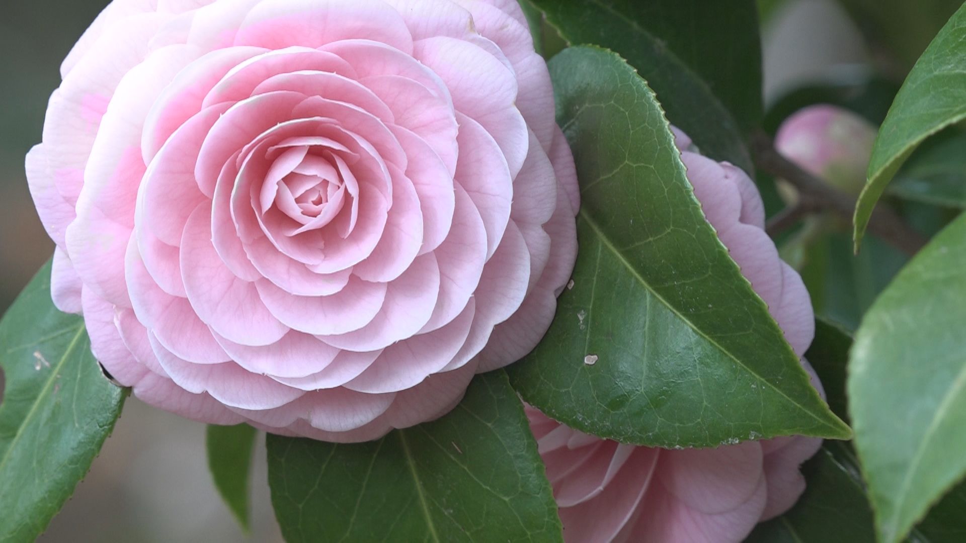 坂口記念館  博士が愛したユキツバキが見ごろ